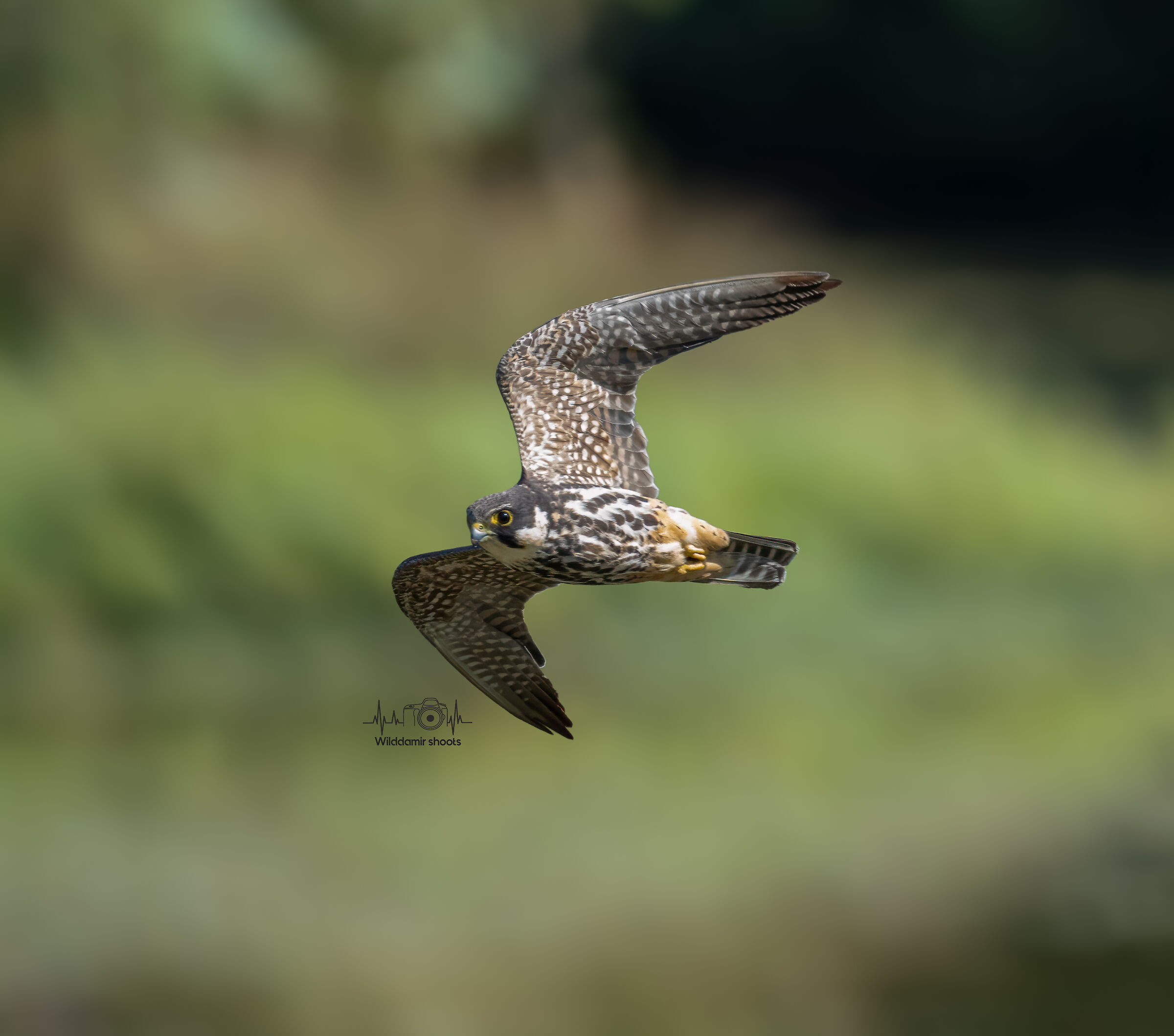 Eurasian hobby