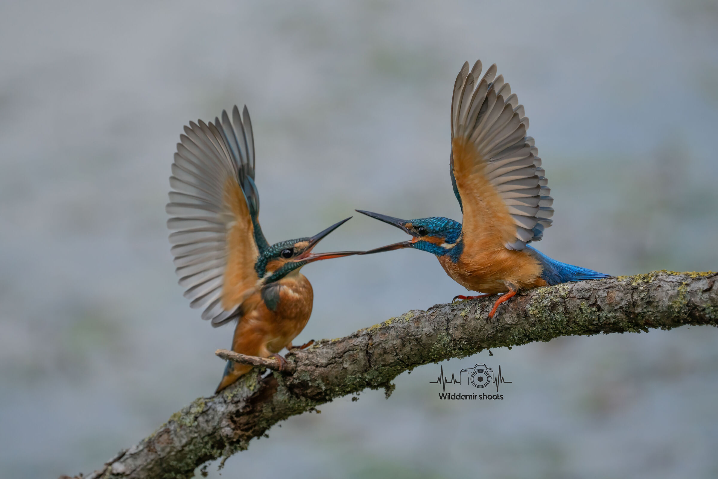 Quarrel except Martini