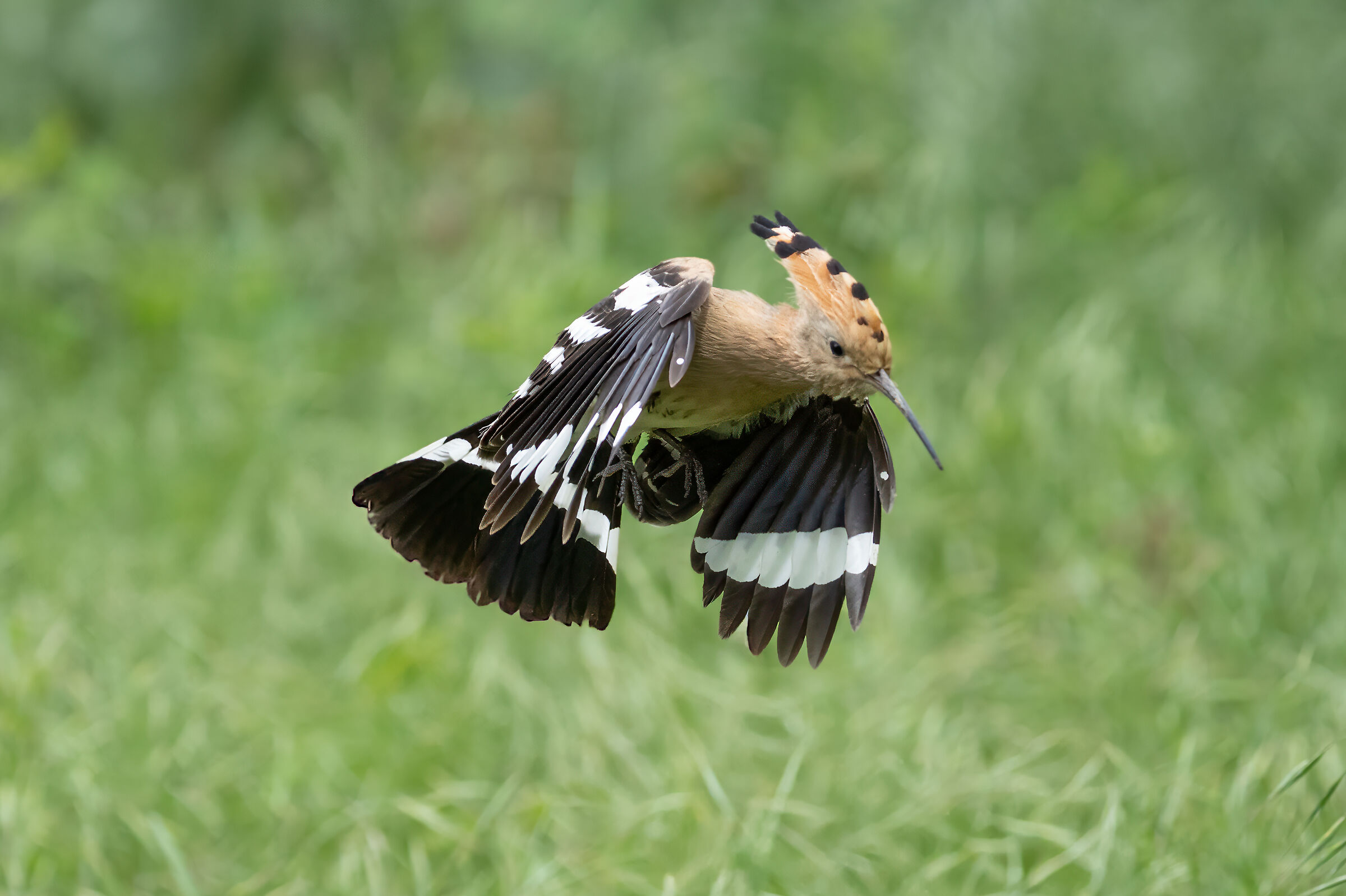 Hoopoe landing