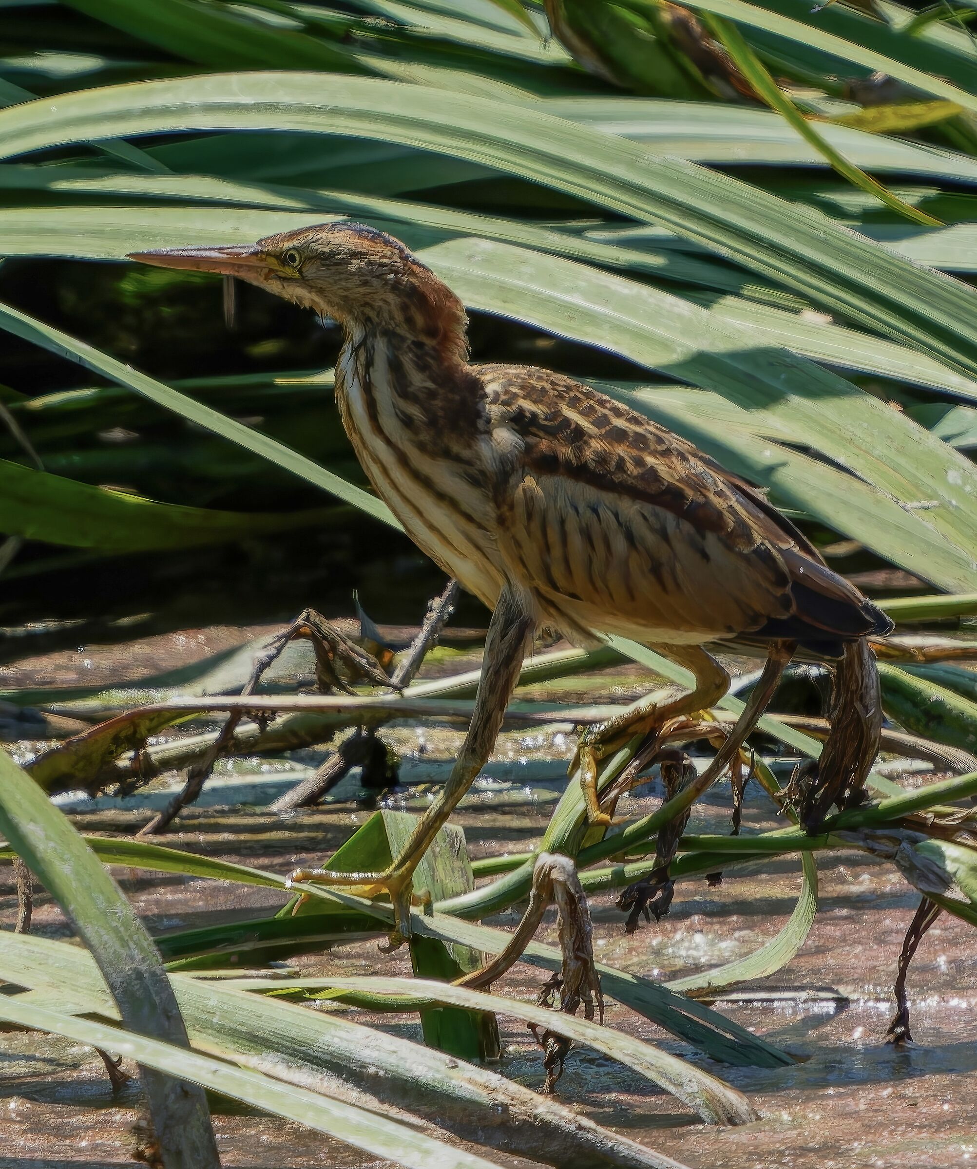LITTLE BITTERN
