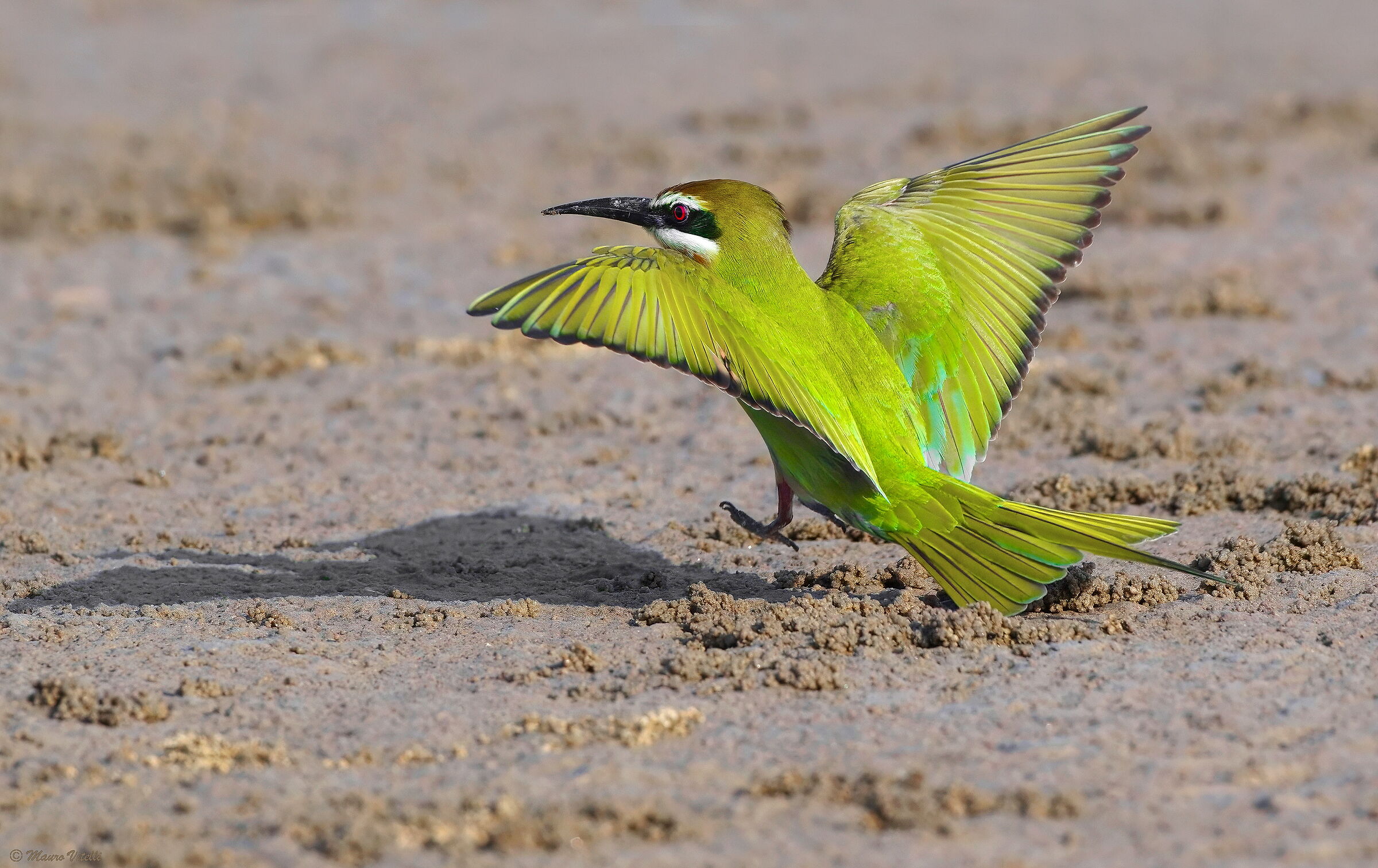 Gruccione Madagascar (Merops Superciliosus)