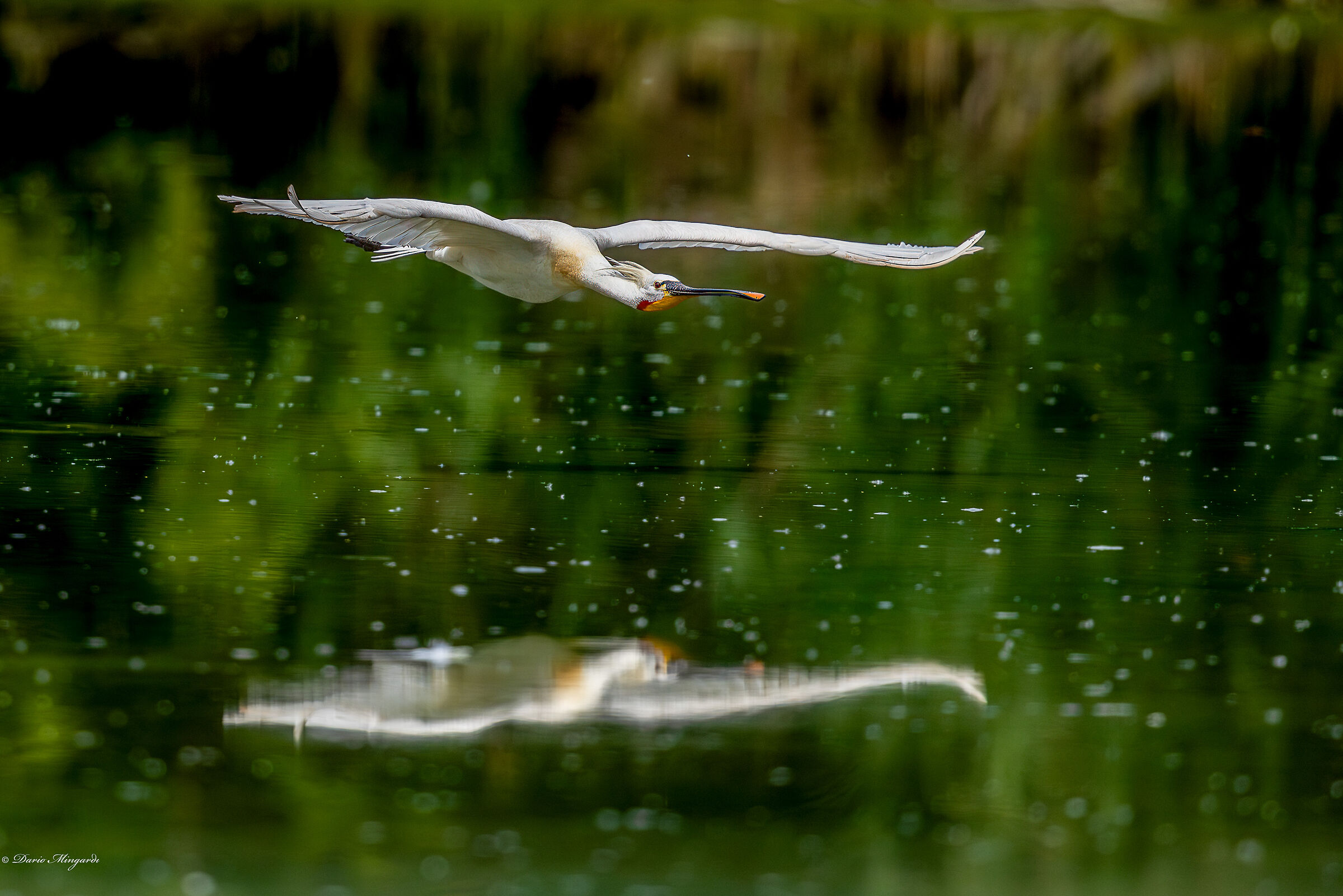 Spatola - Platalea leucorodia