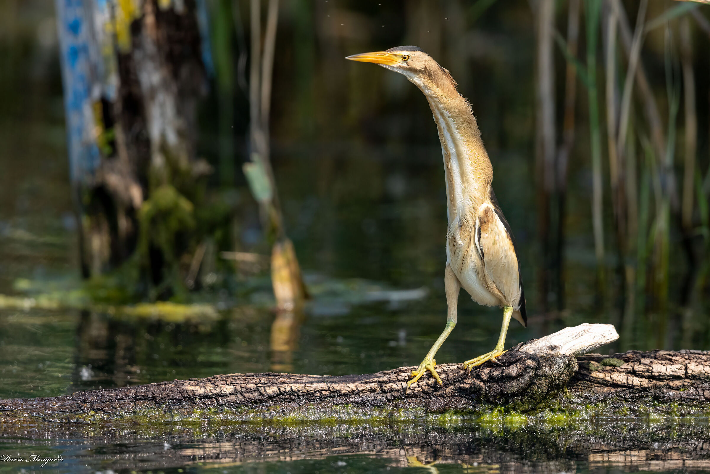 Tarabusino maschio - Ixobrychus minutus