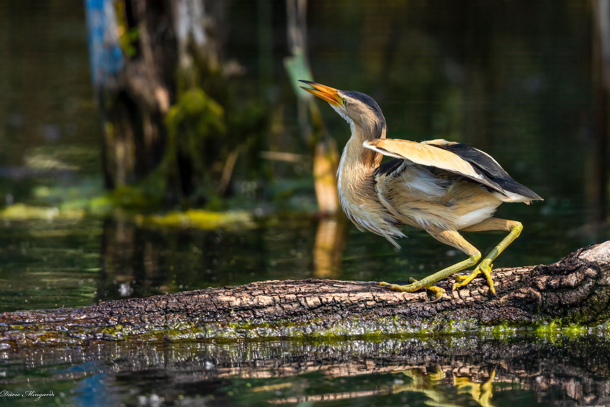 Tarabusino maschio - Ixobrychus minutus