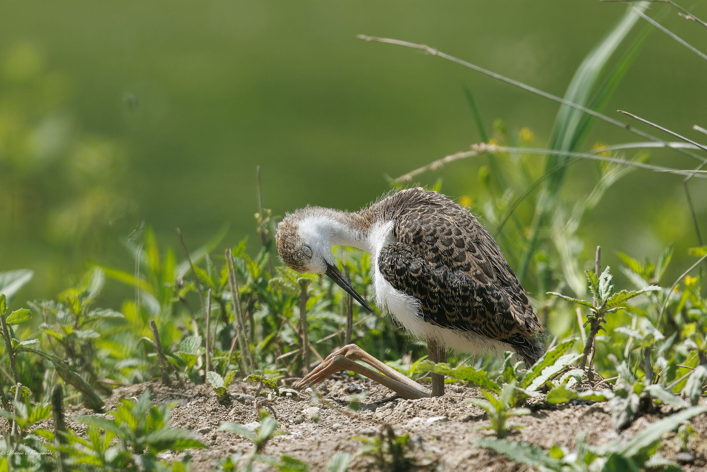 Cavaliere d'Italia pulcinotto