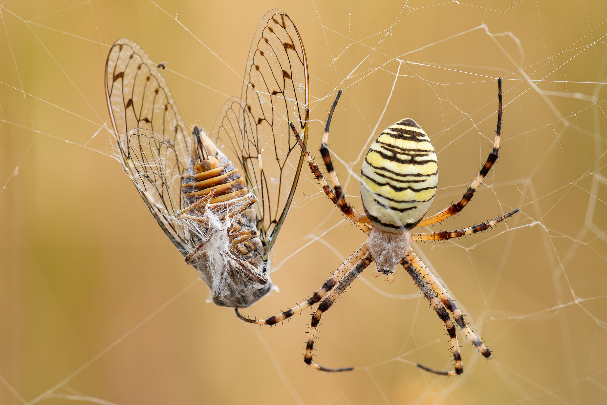 Spider, wasp and cicada