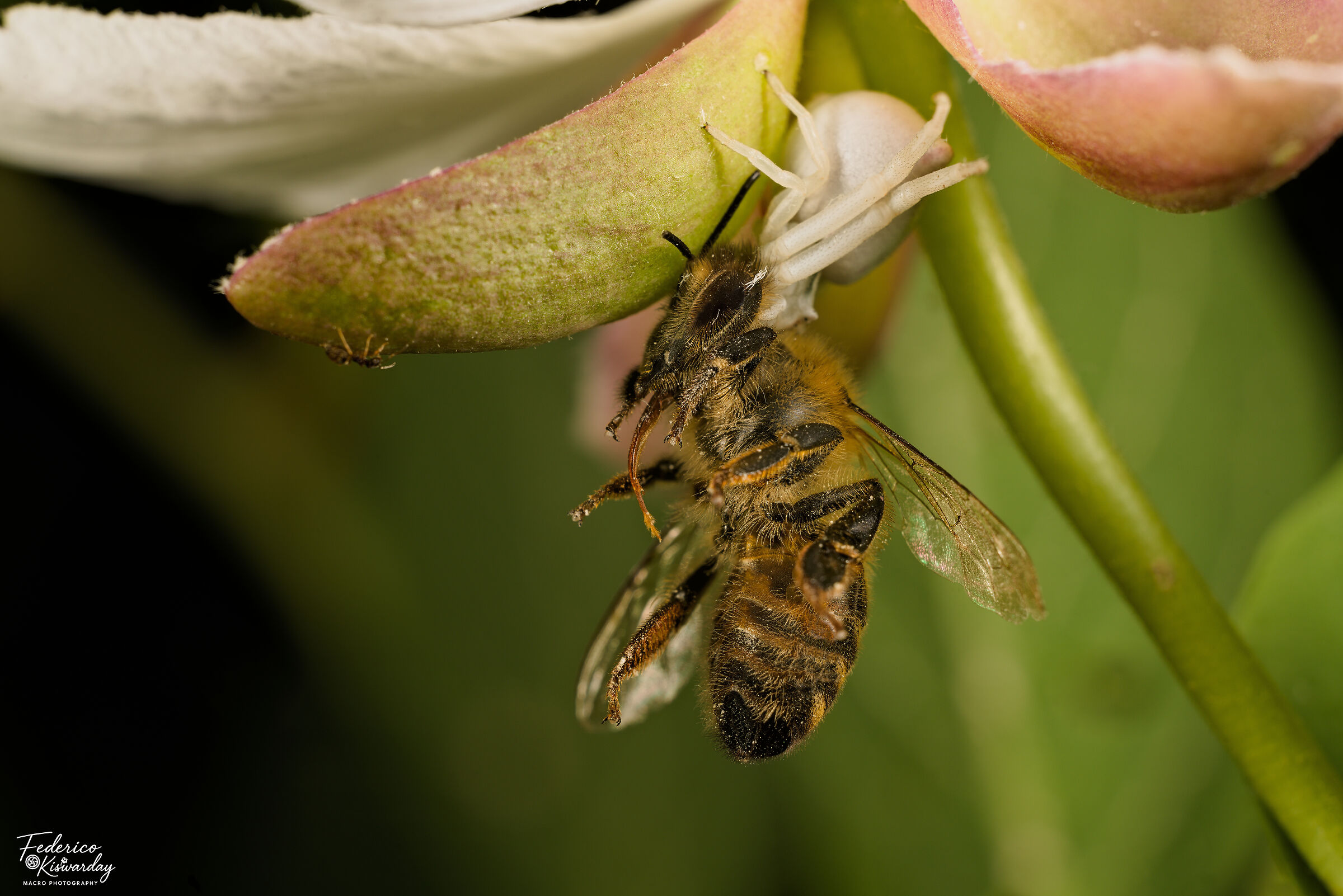 Misumena vatia: spider catches bee, ant observes