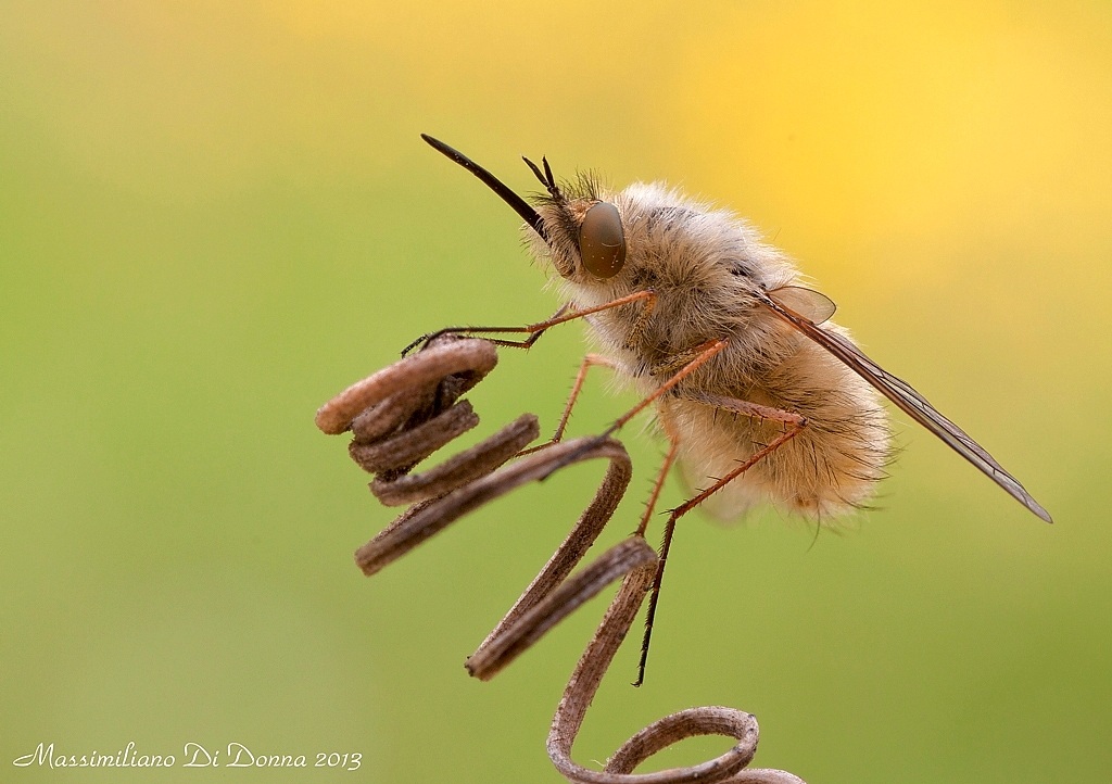 il moschettiere di peluche.