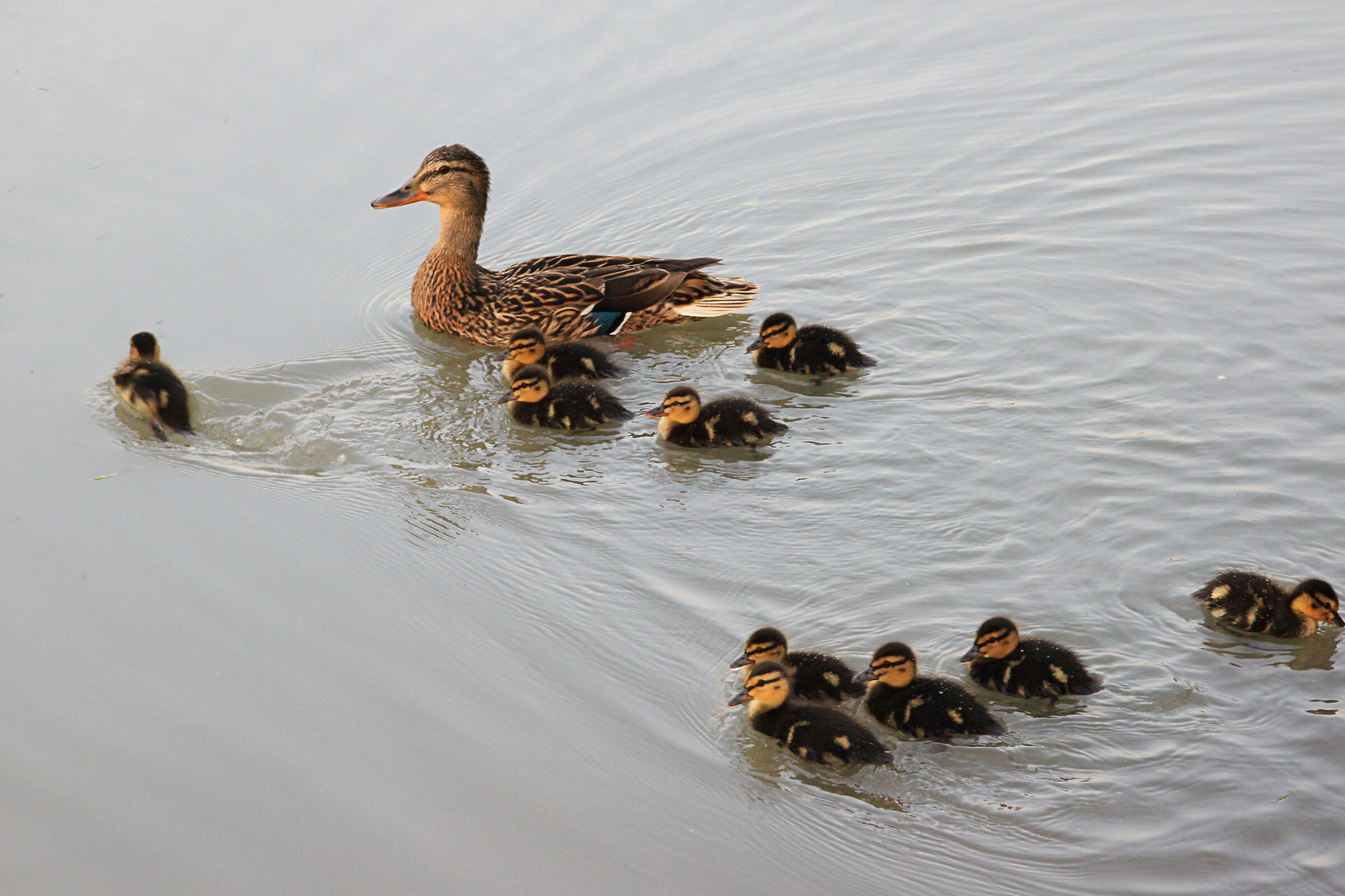 Happy family