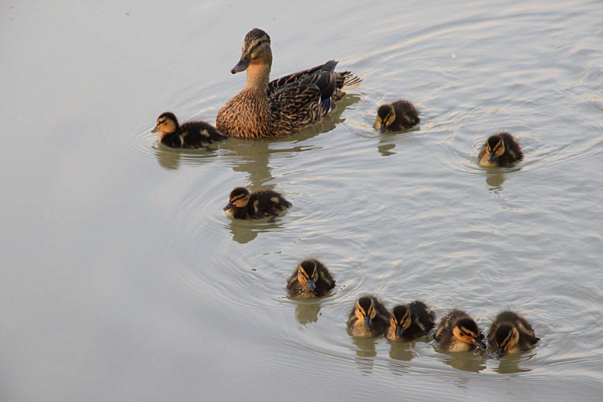 Happy family