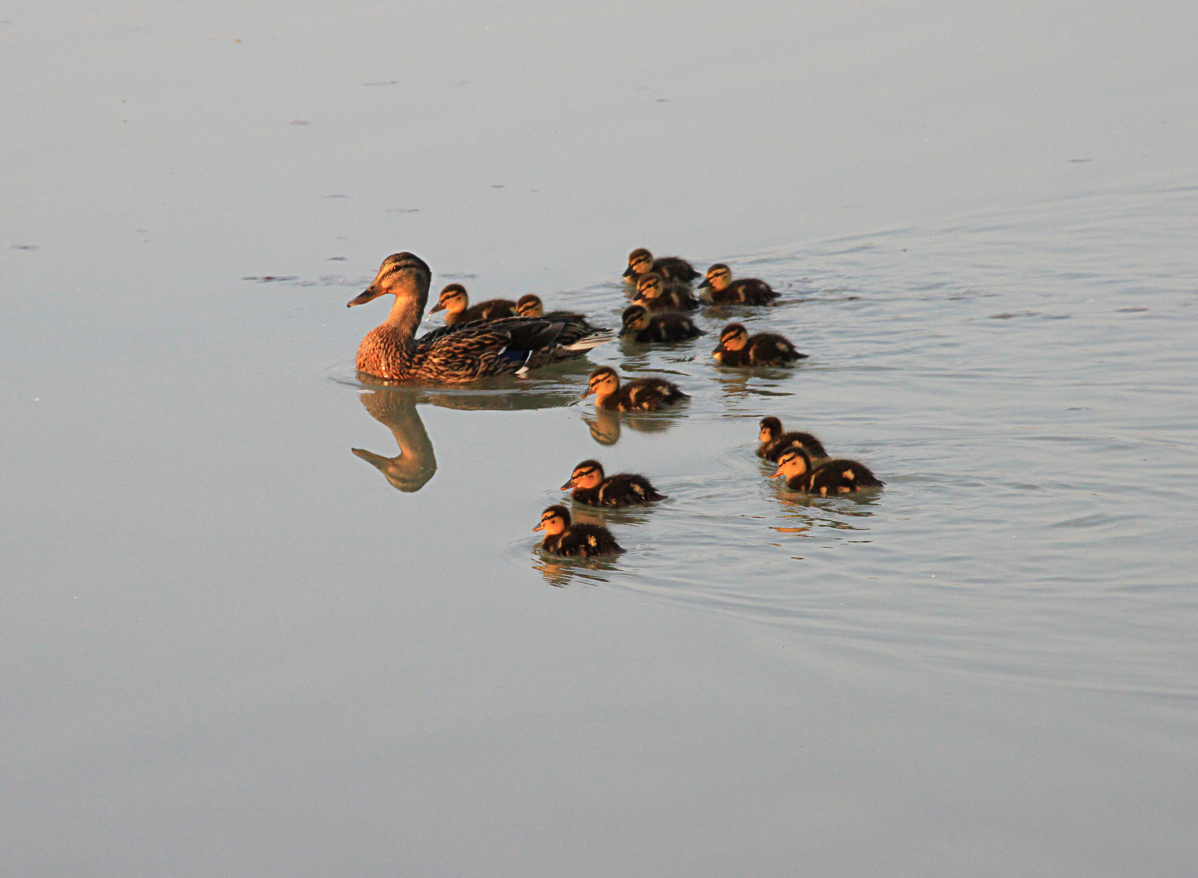 Happy family