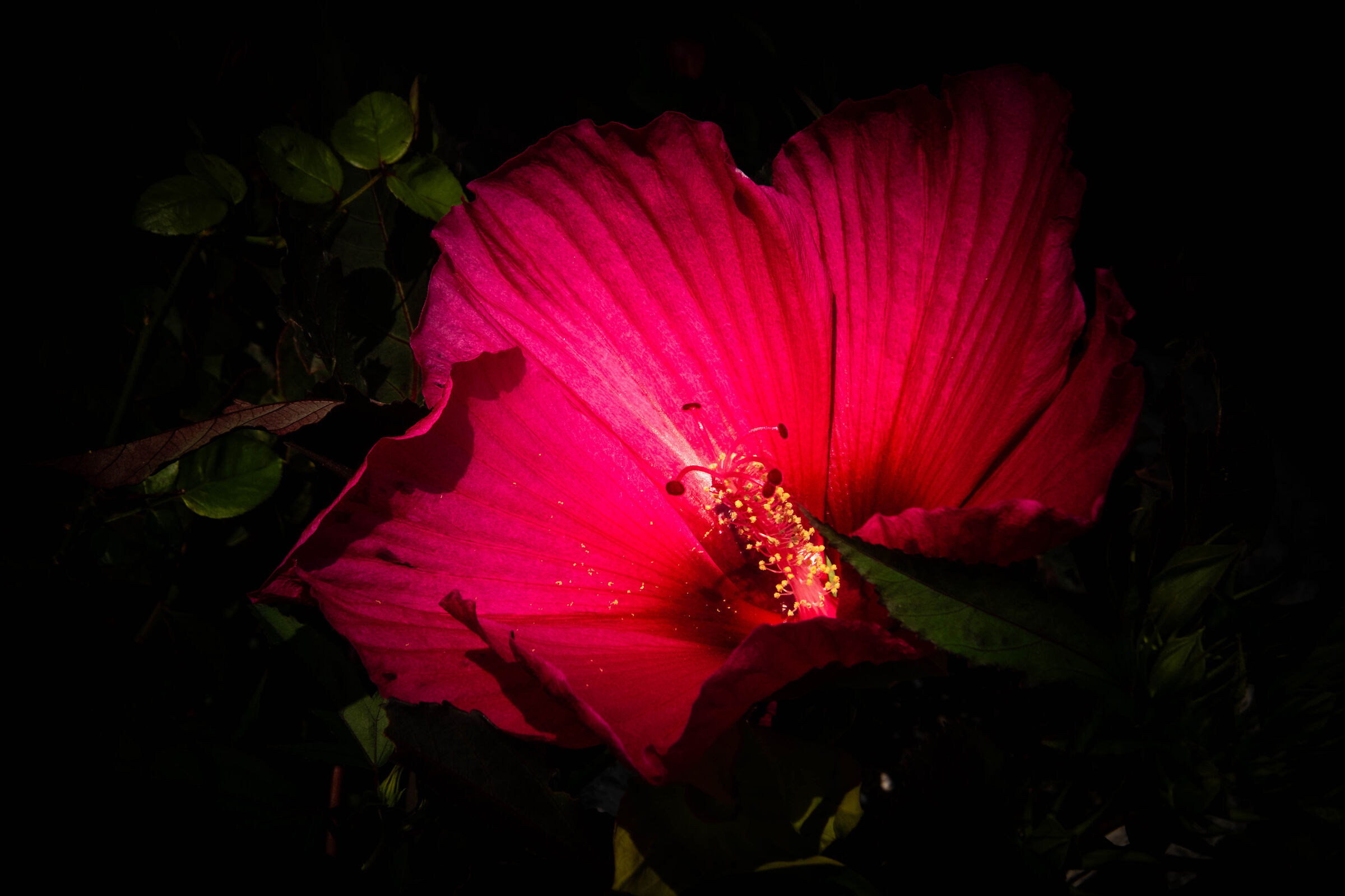 Red like a heart