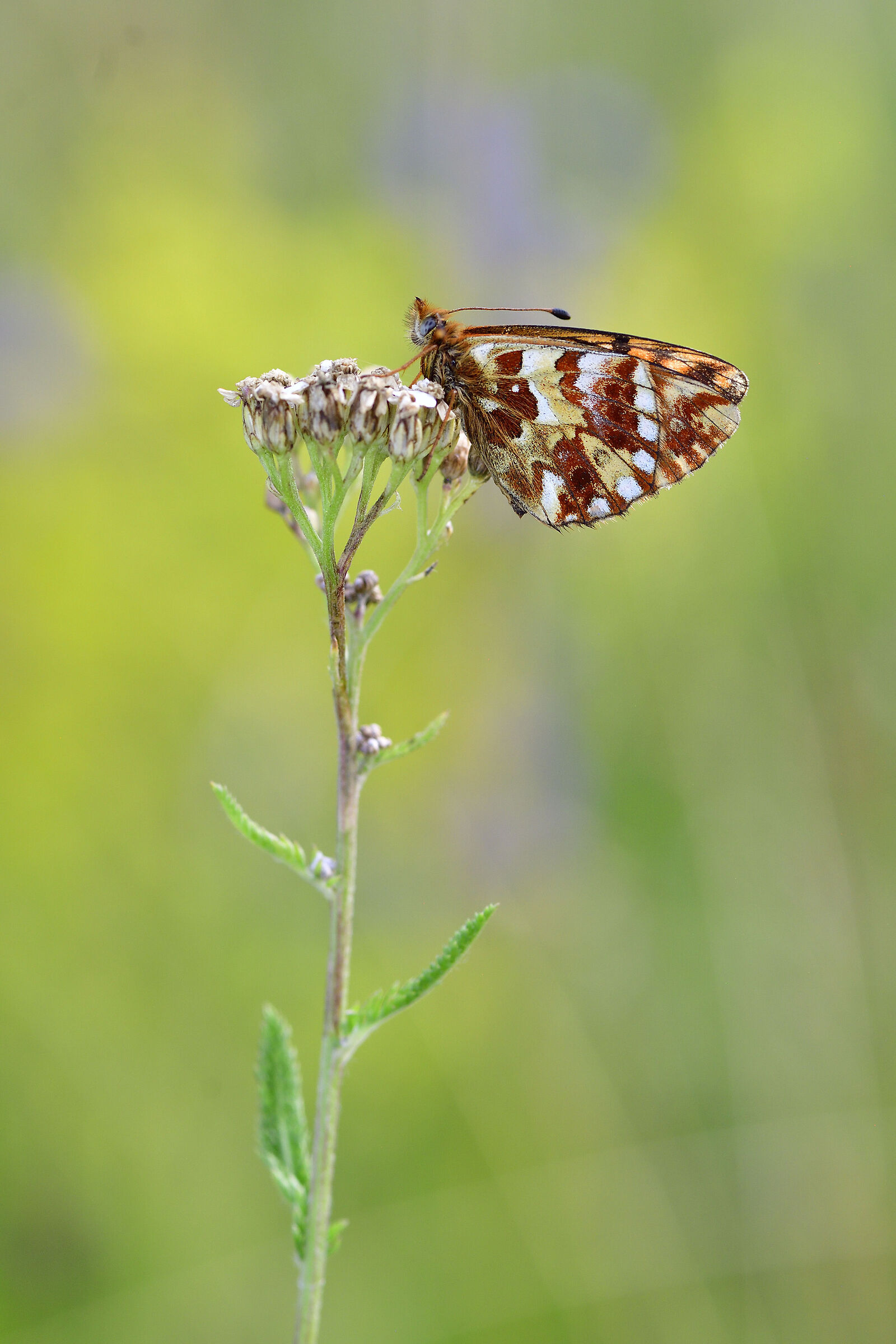Boloria napaea