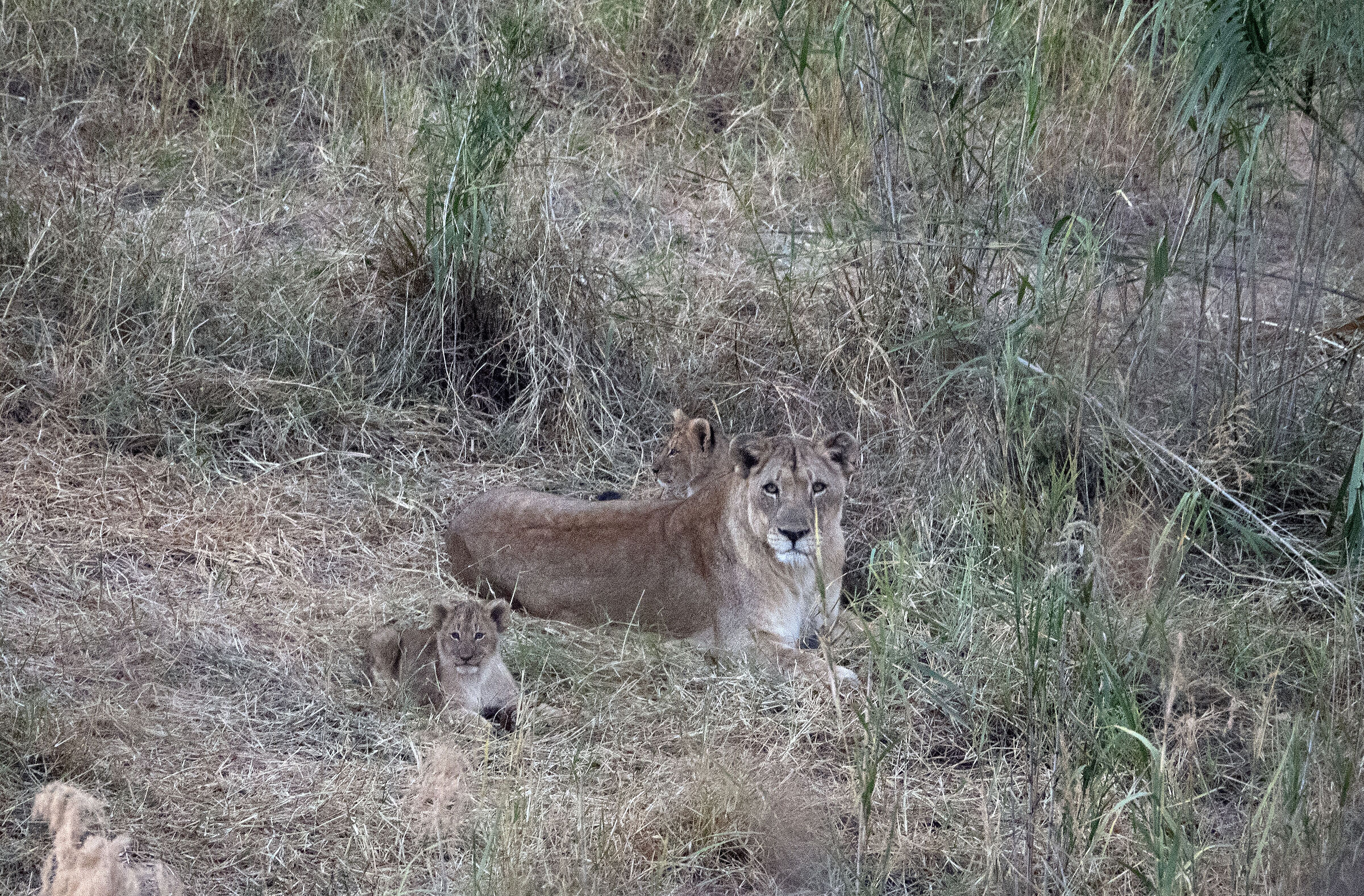 Lioness and lions