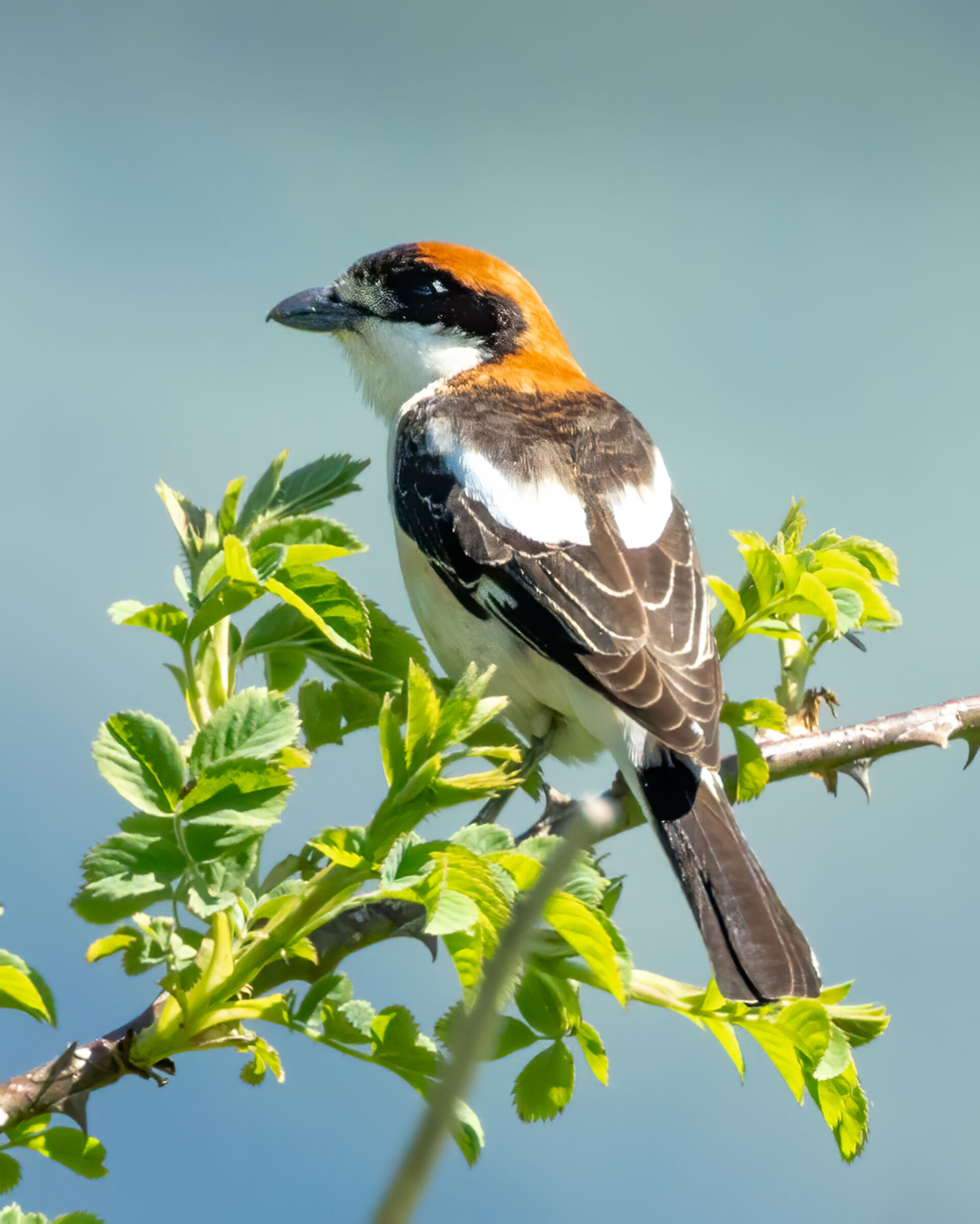 averla capirossa - woodchat shrike