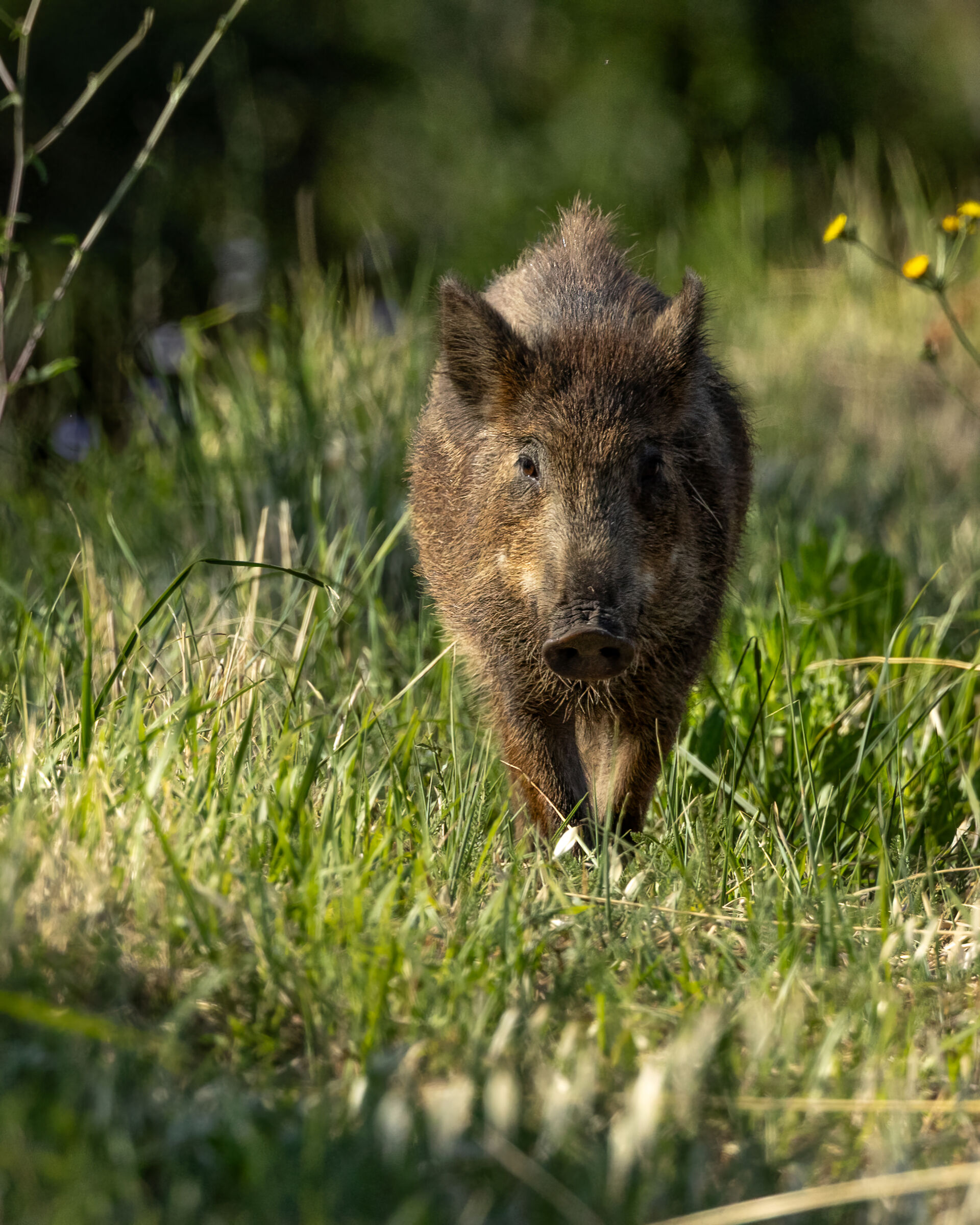 giovane cinghialetto - young boar