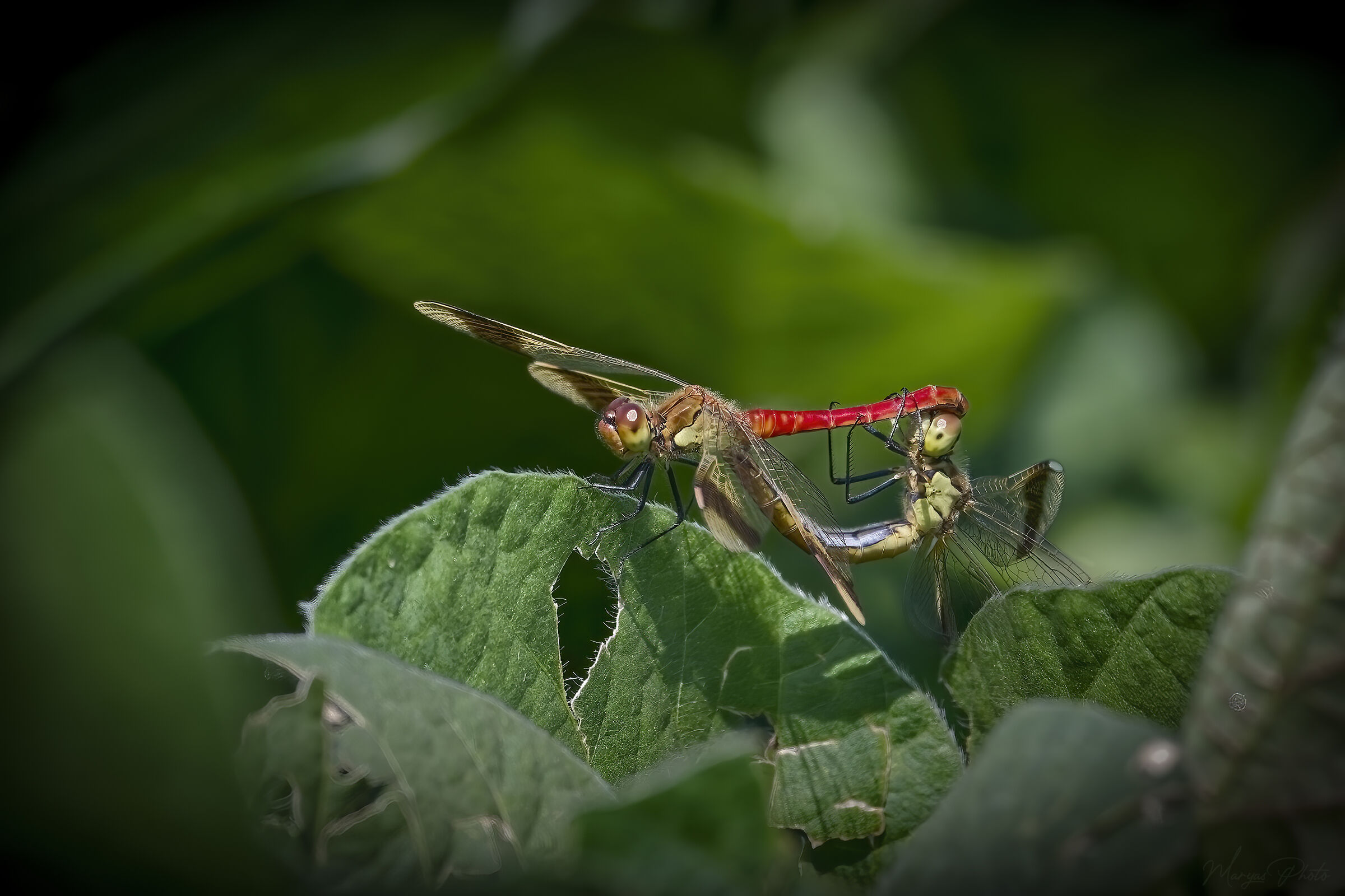 Pairing of Sympetrum dragonflies