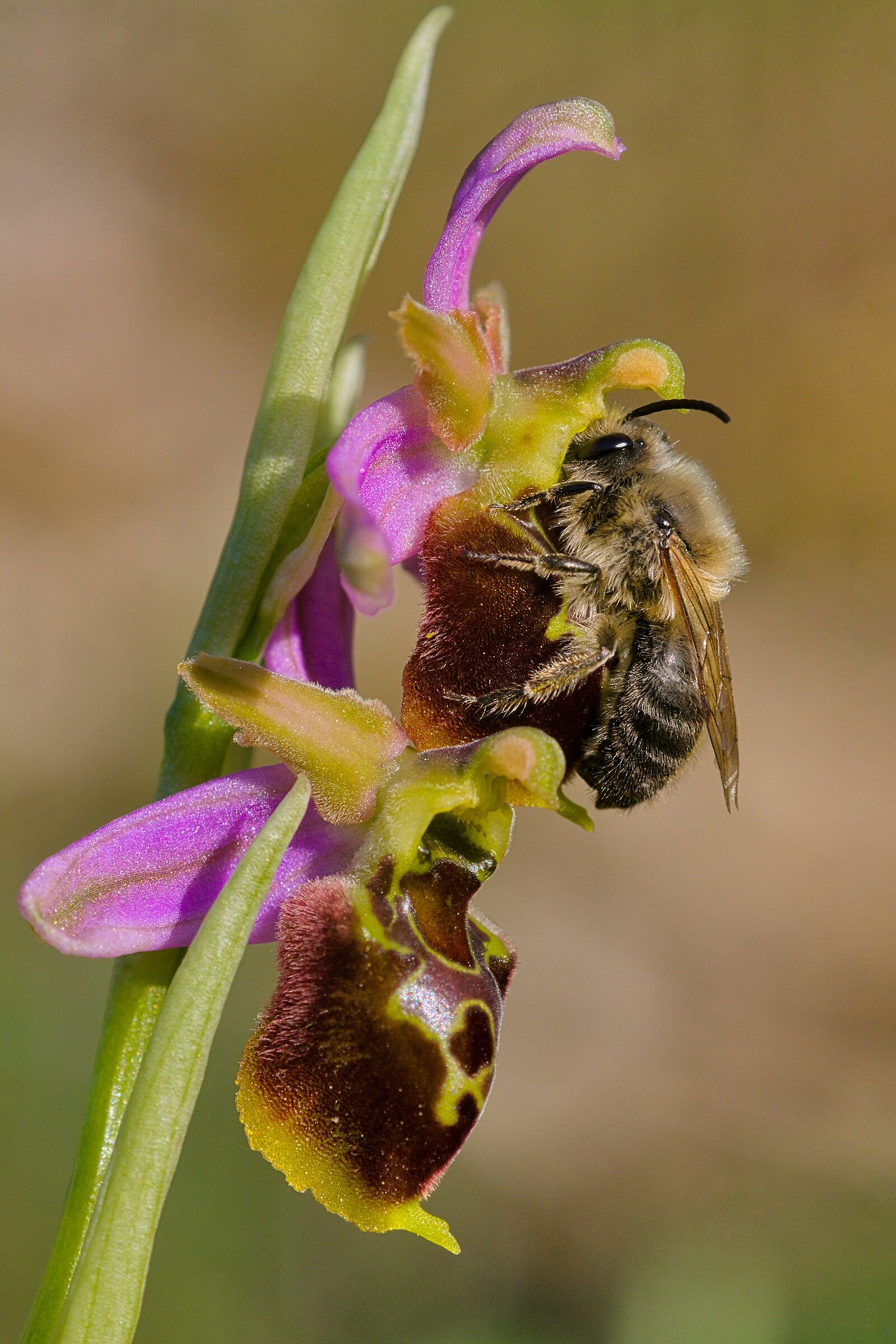 Impollinatore su orchidea
