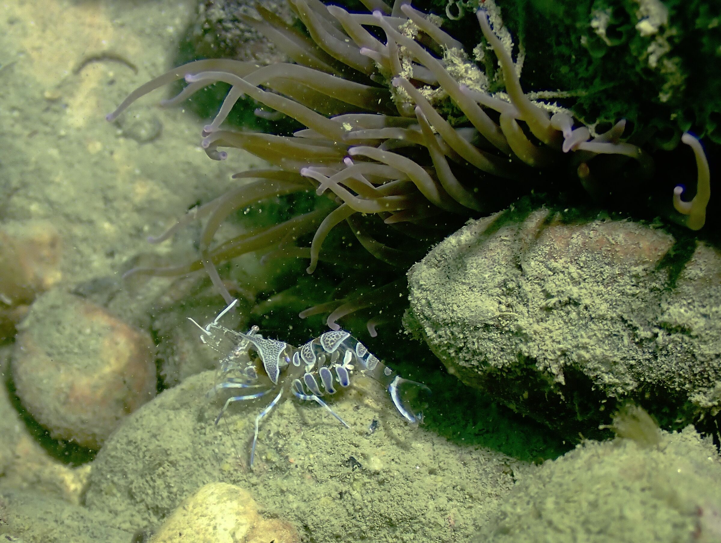 Gamberetto fantasma (Periclimenes amethysteus)