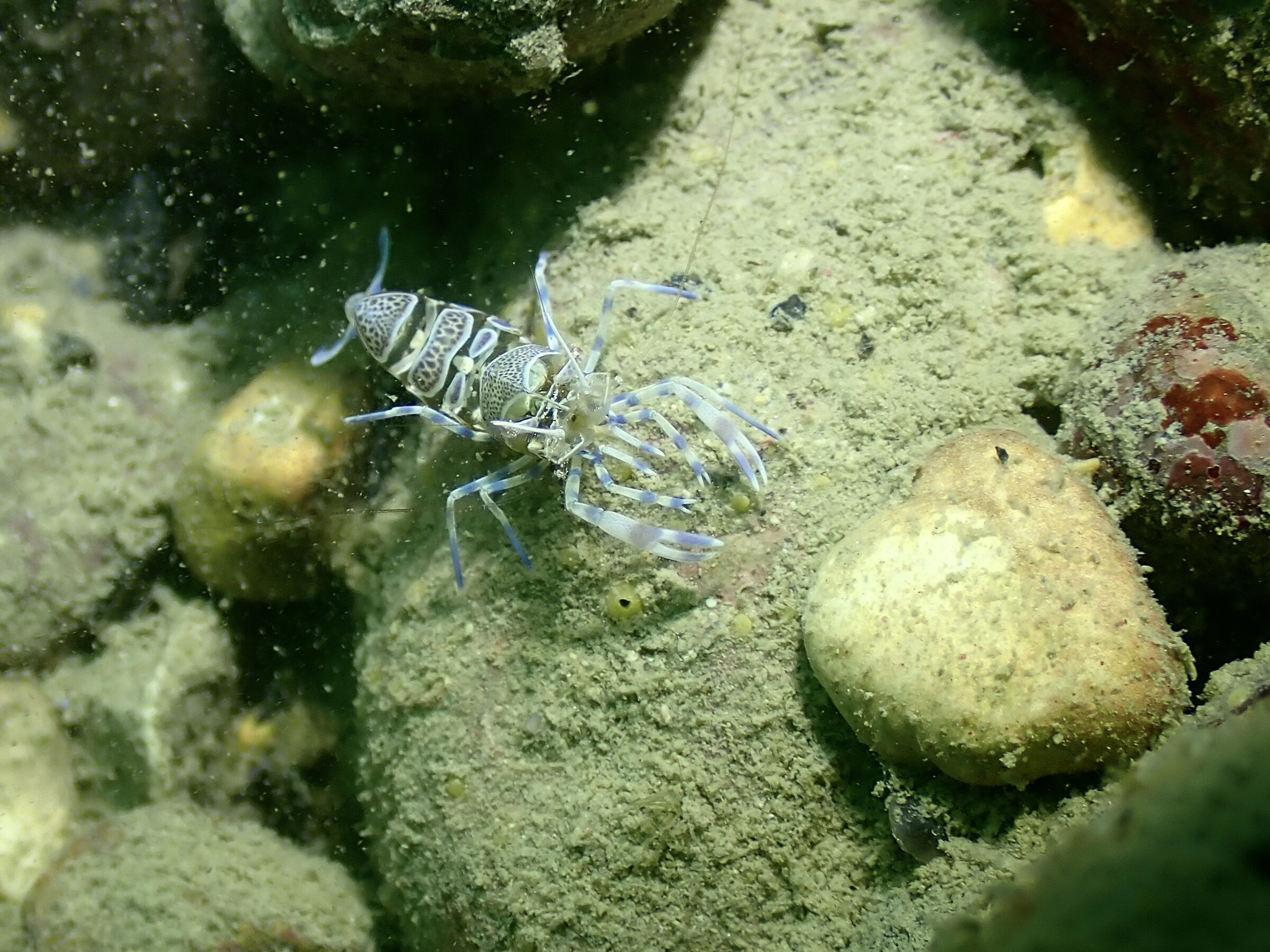 Periclimenes amethysteus