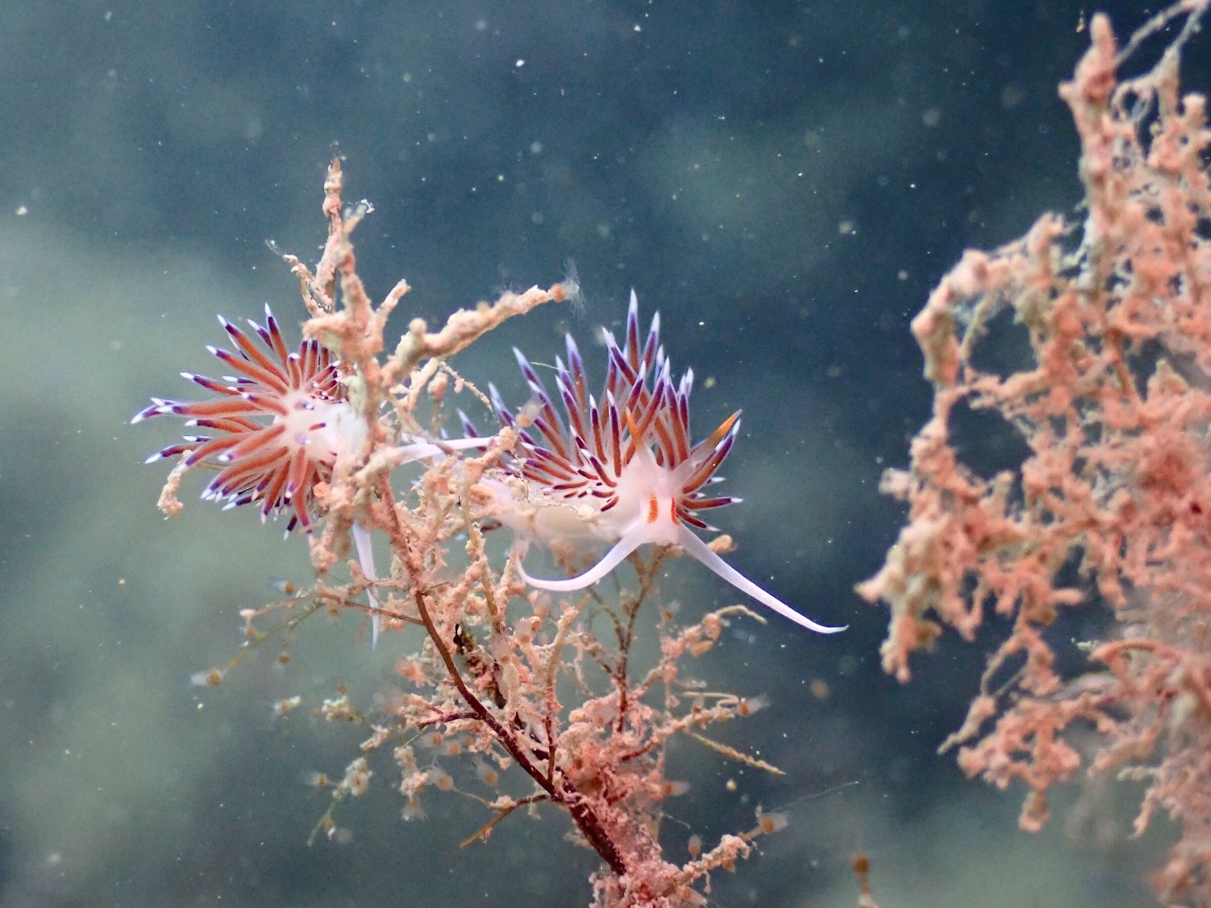Cratena peregrina