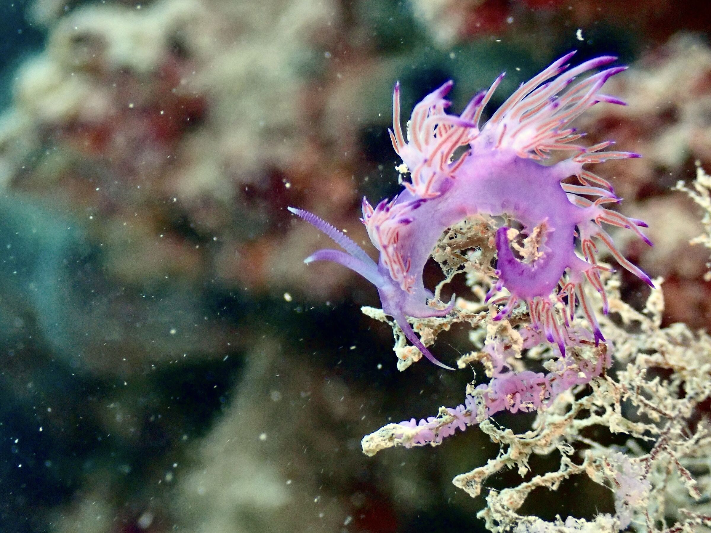 Flabellina affinis
