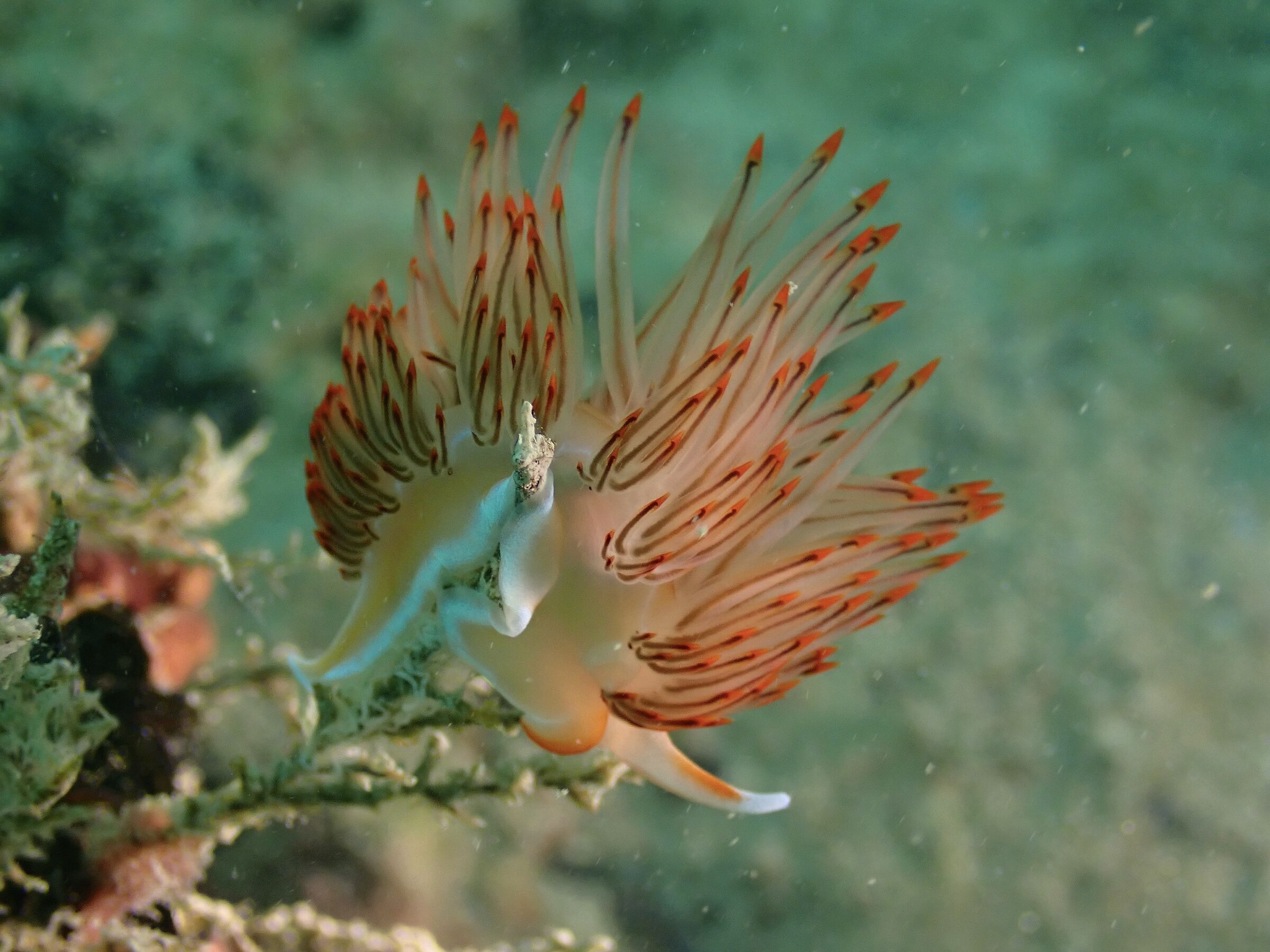 Nemesignis banyulensis