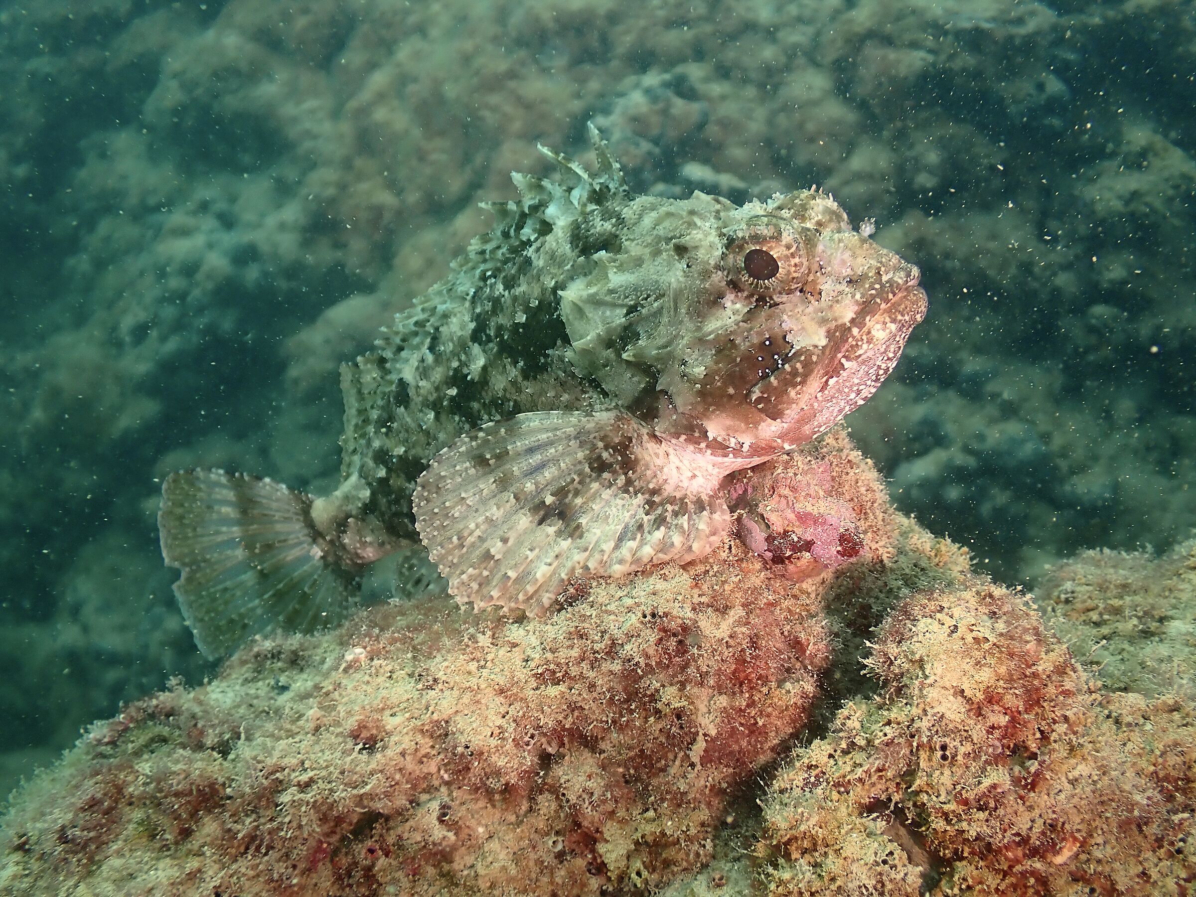 Scorpaena porcus
