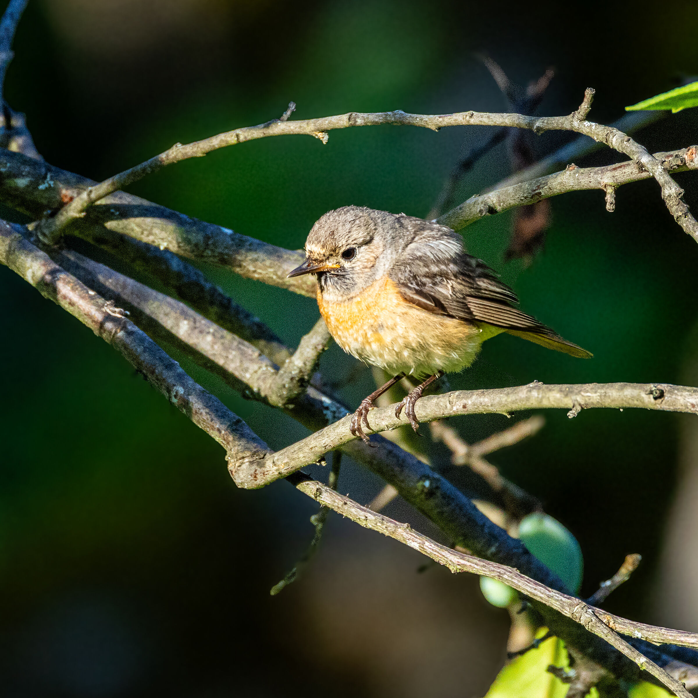 Female Redstart