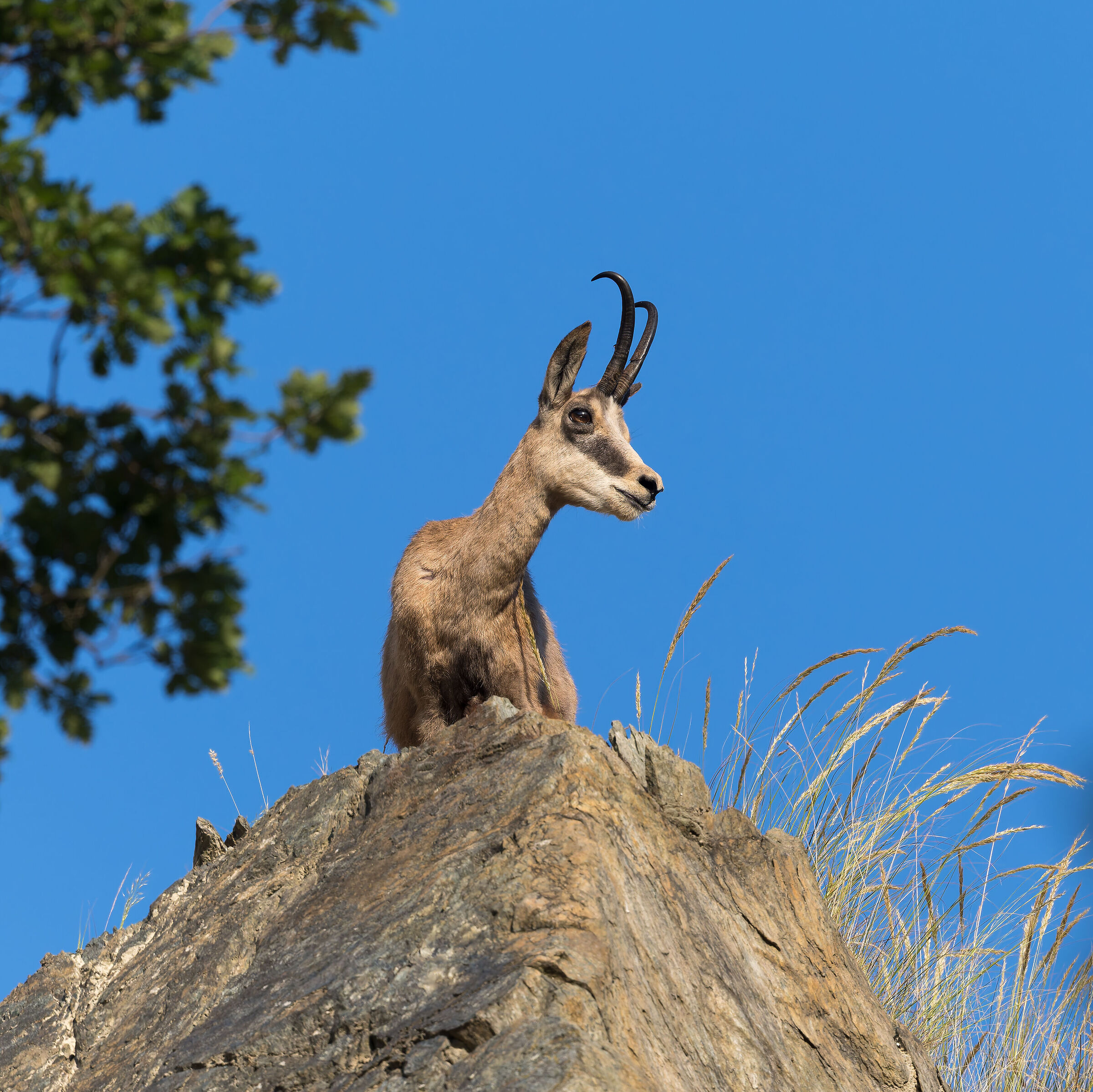 Chamois - Sacra di San Michele - Piedmont