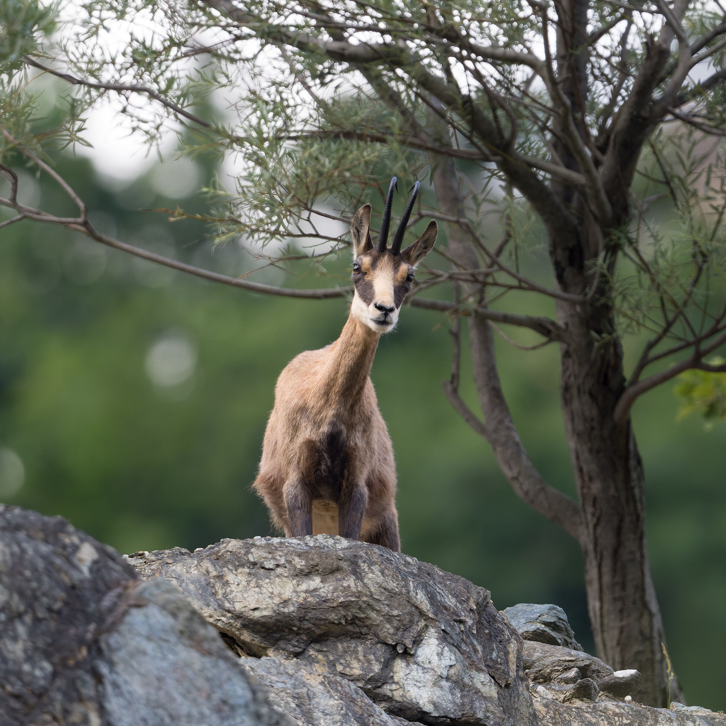 Chamois - Sacra di San Michele - Piedmont