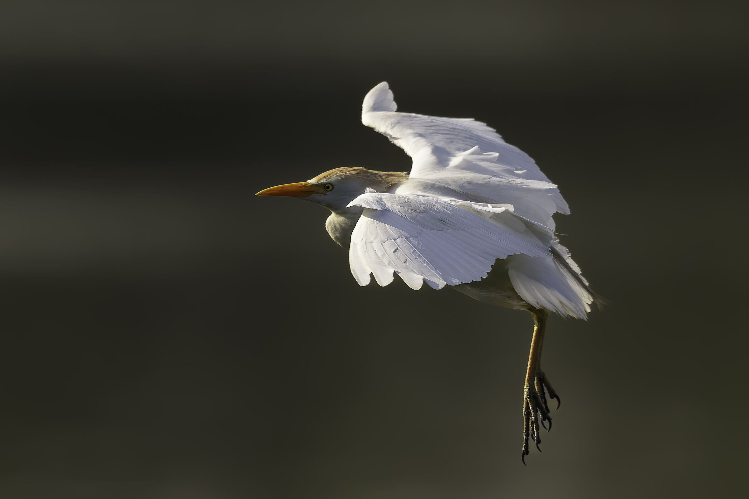 Cattle egret