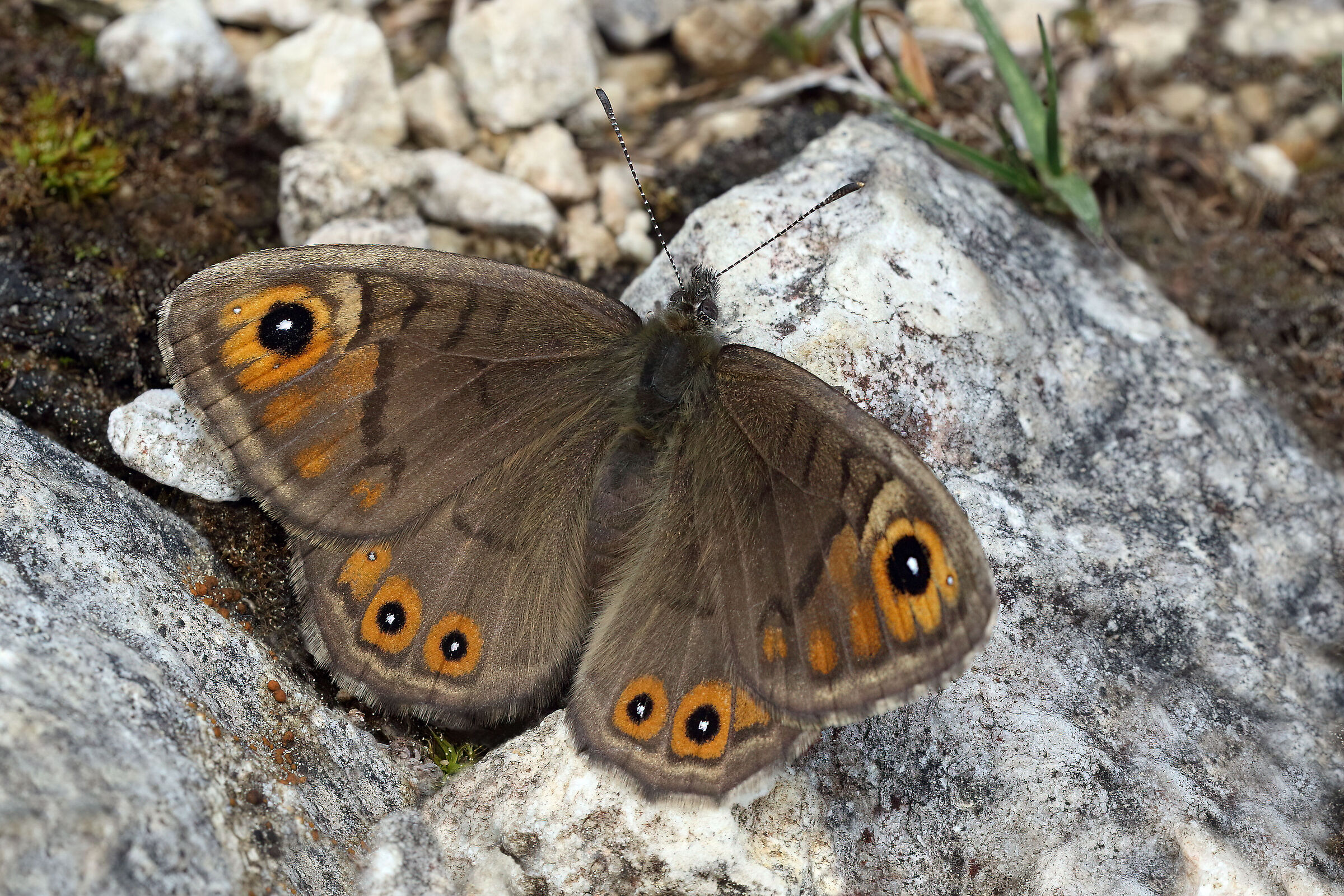 Lasiommata petropolitana (female)