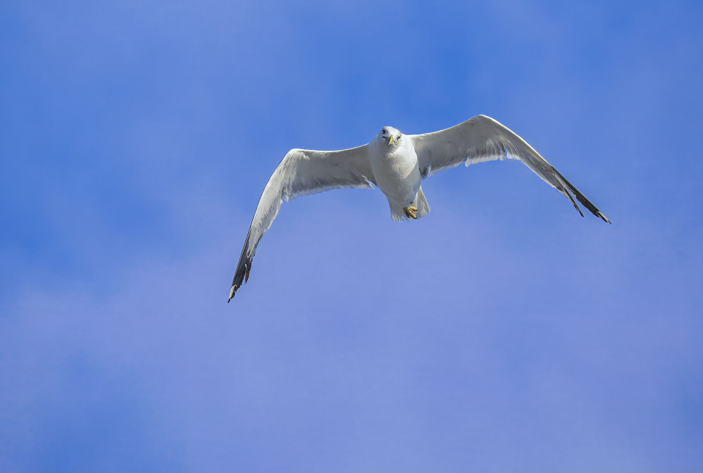 Herring gull