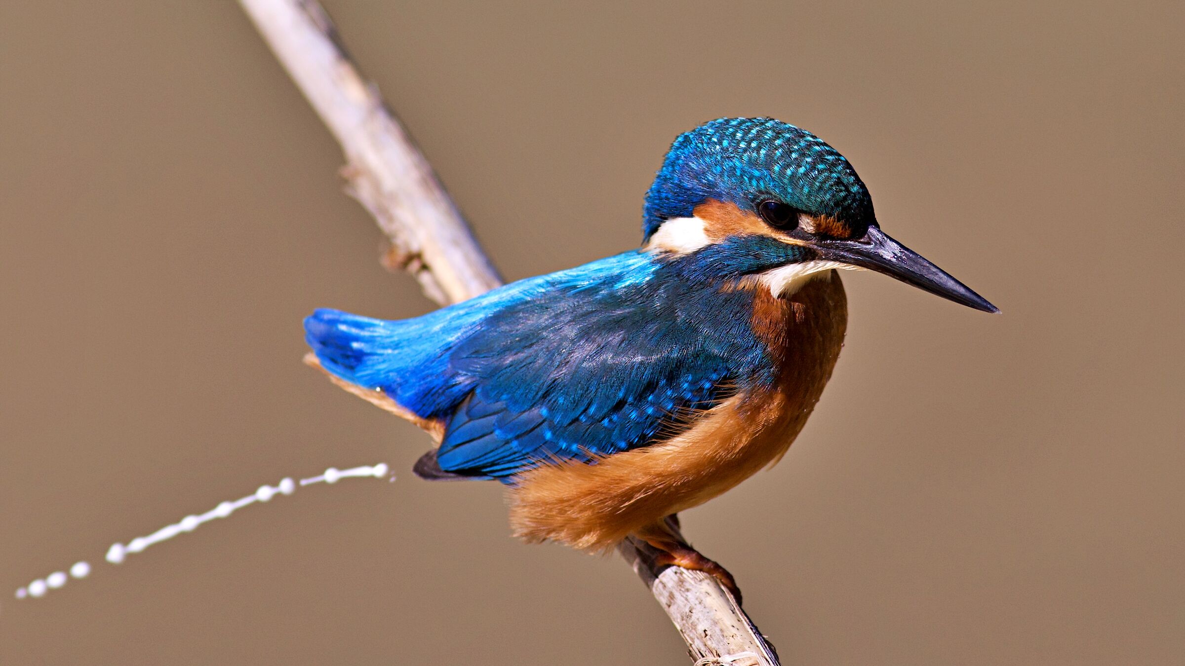 Kingfisher