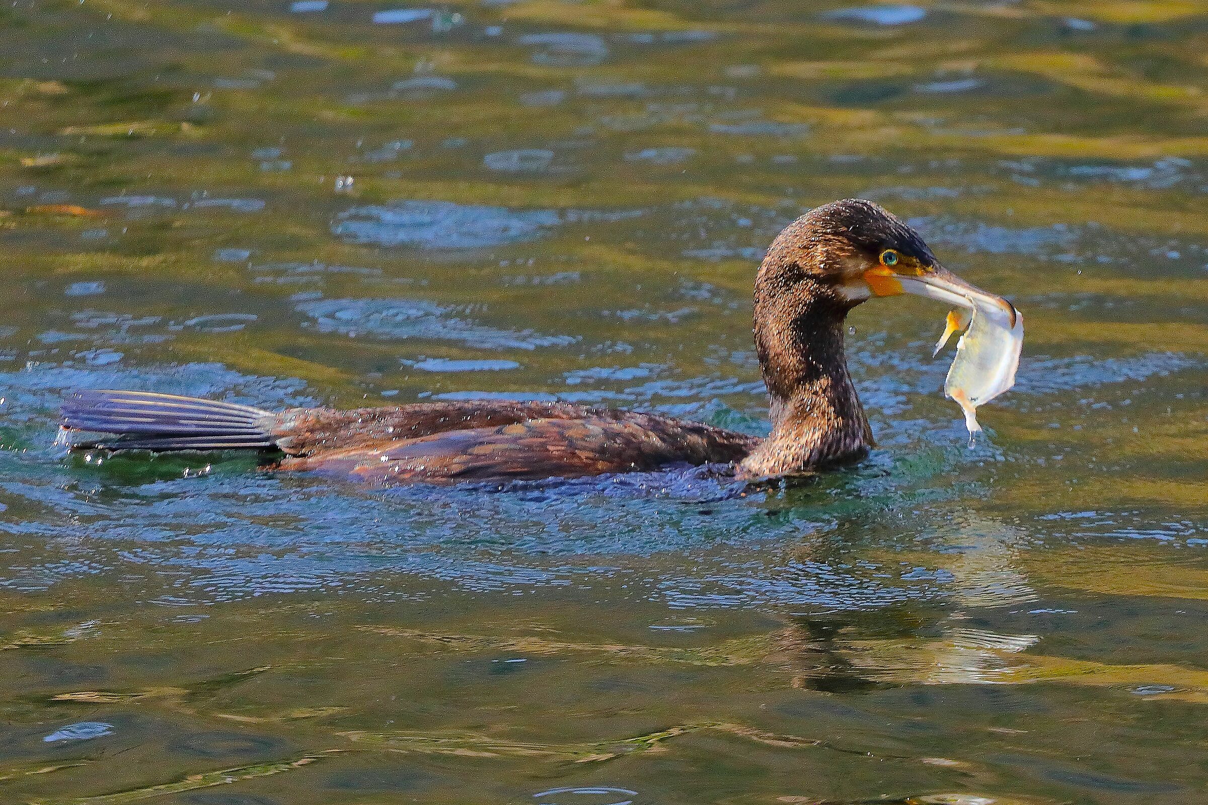 Cormorano 27 marzo 2025 - 0097