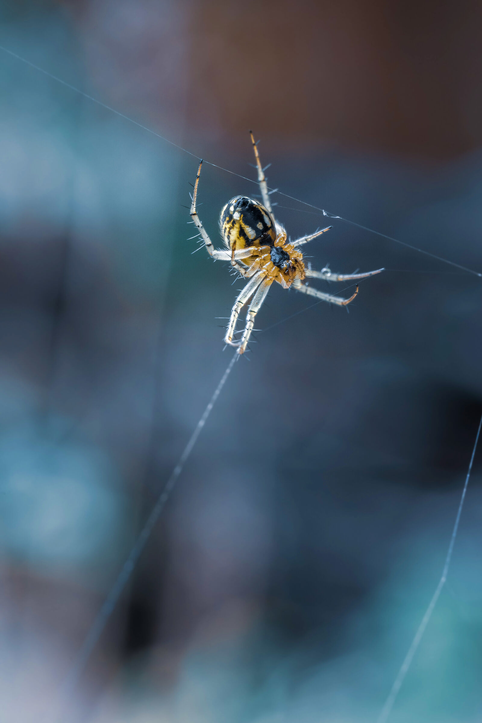 Spider