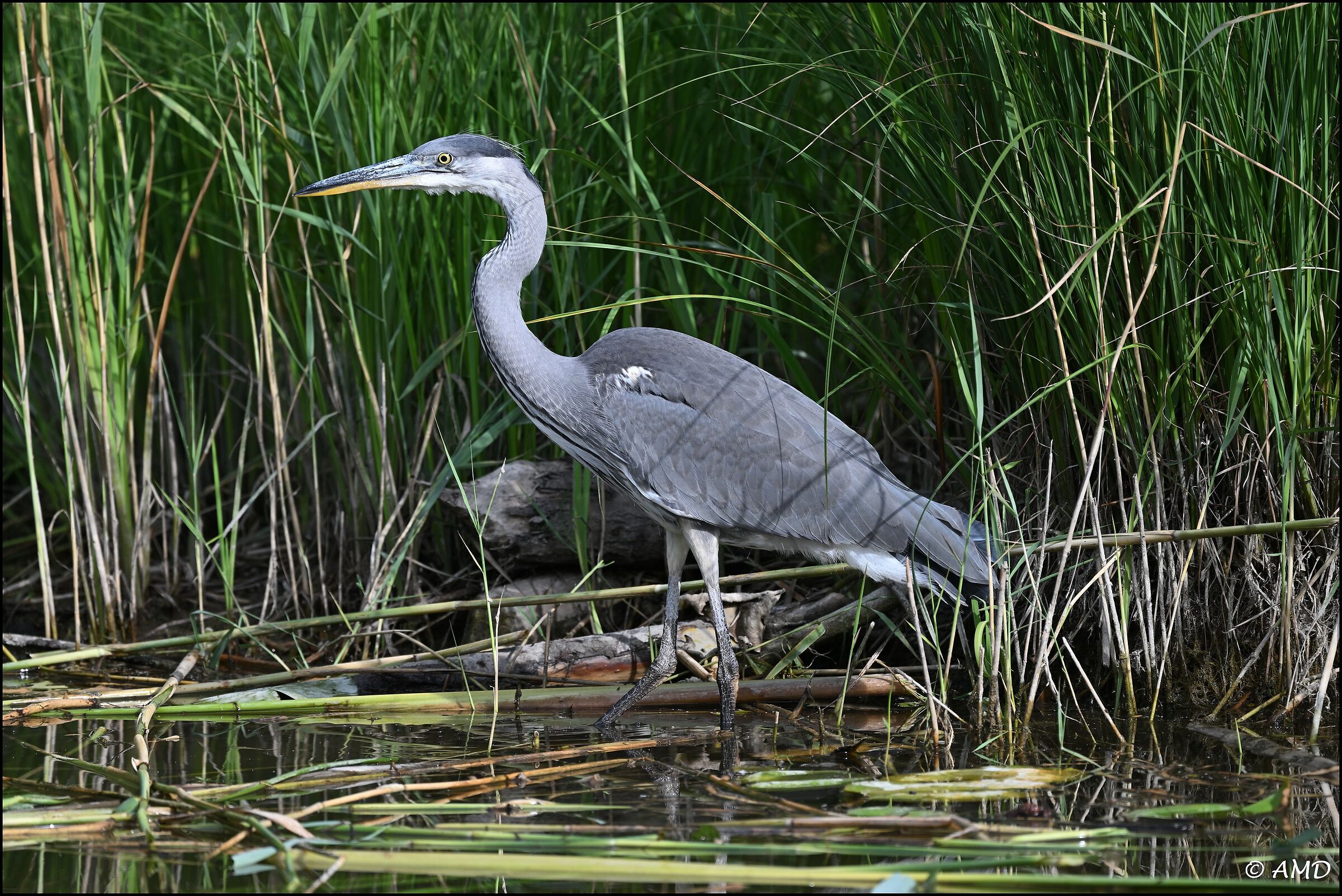 Gray heron