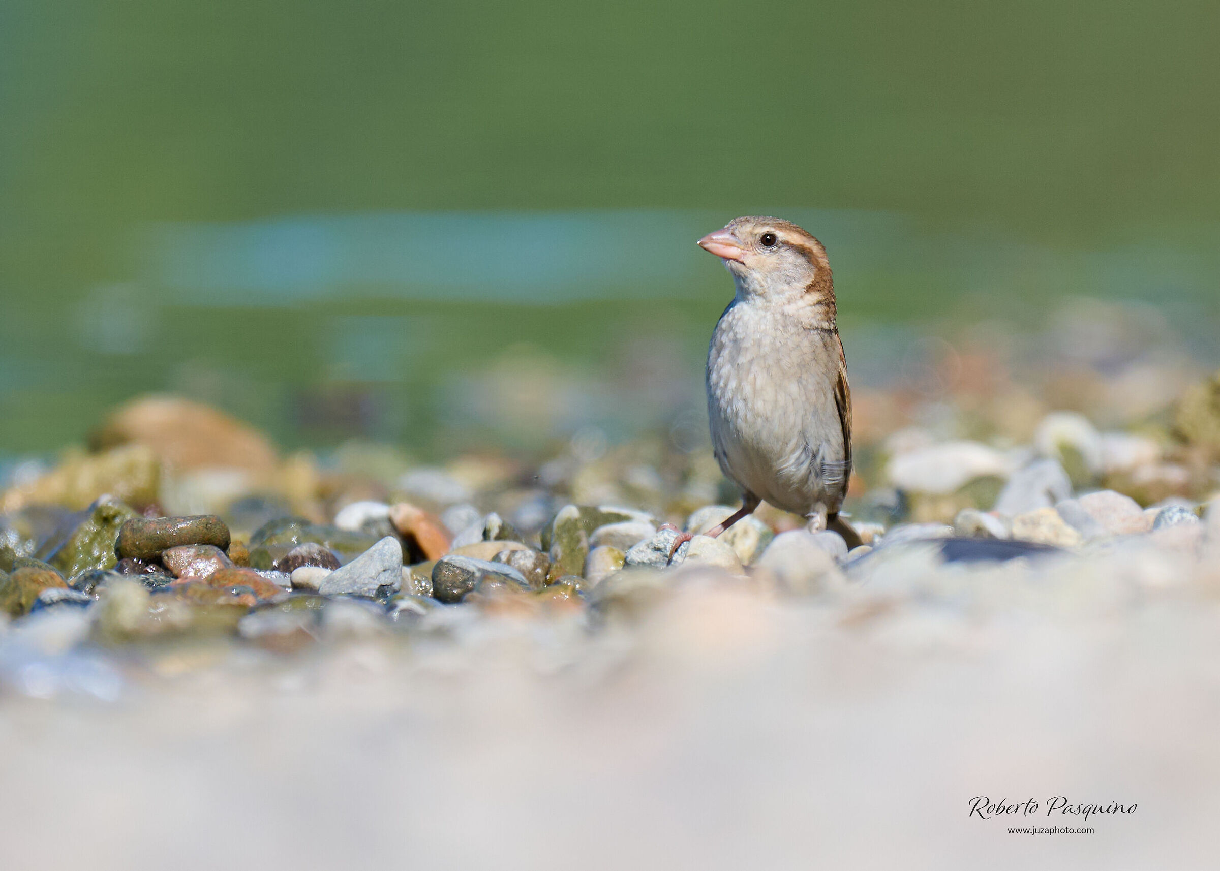 Passera comune europea
