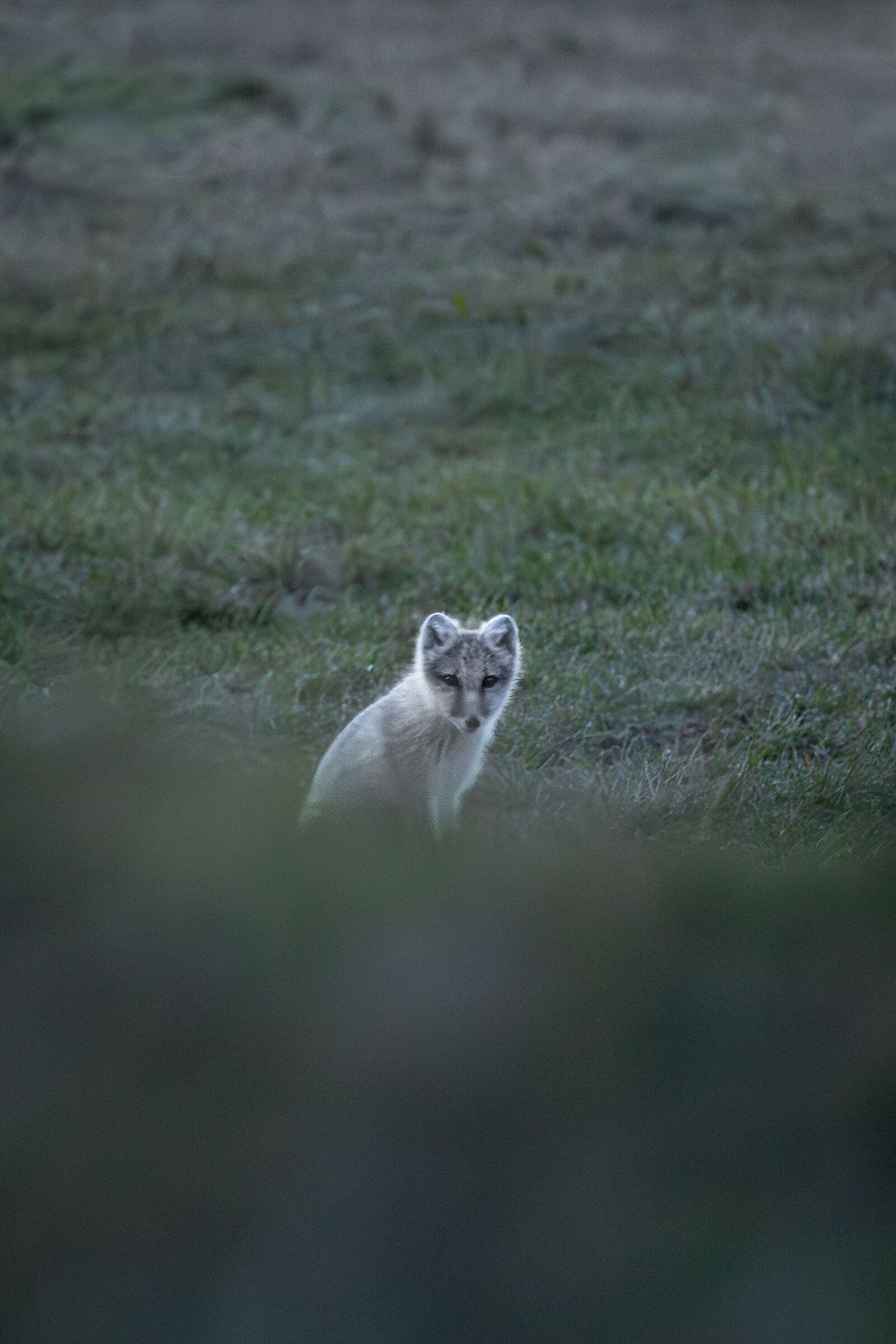 Arctic Fox at Blue Hour