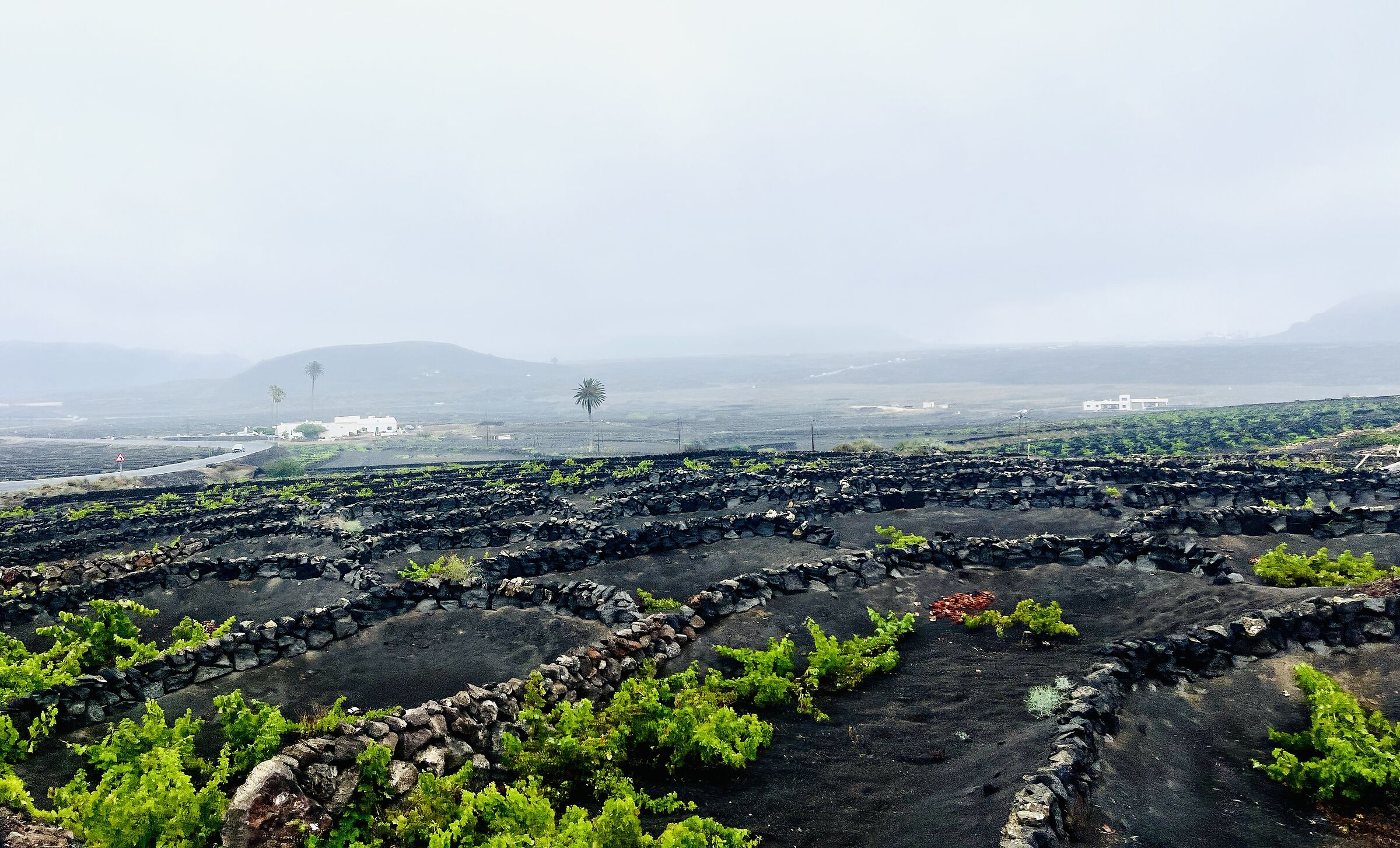 Lanzarote vegetable gardens