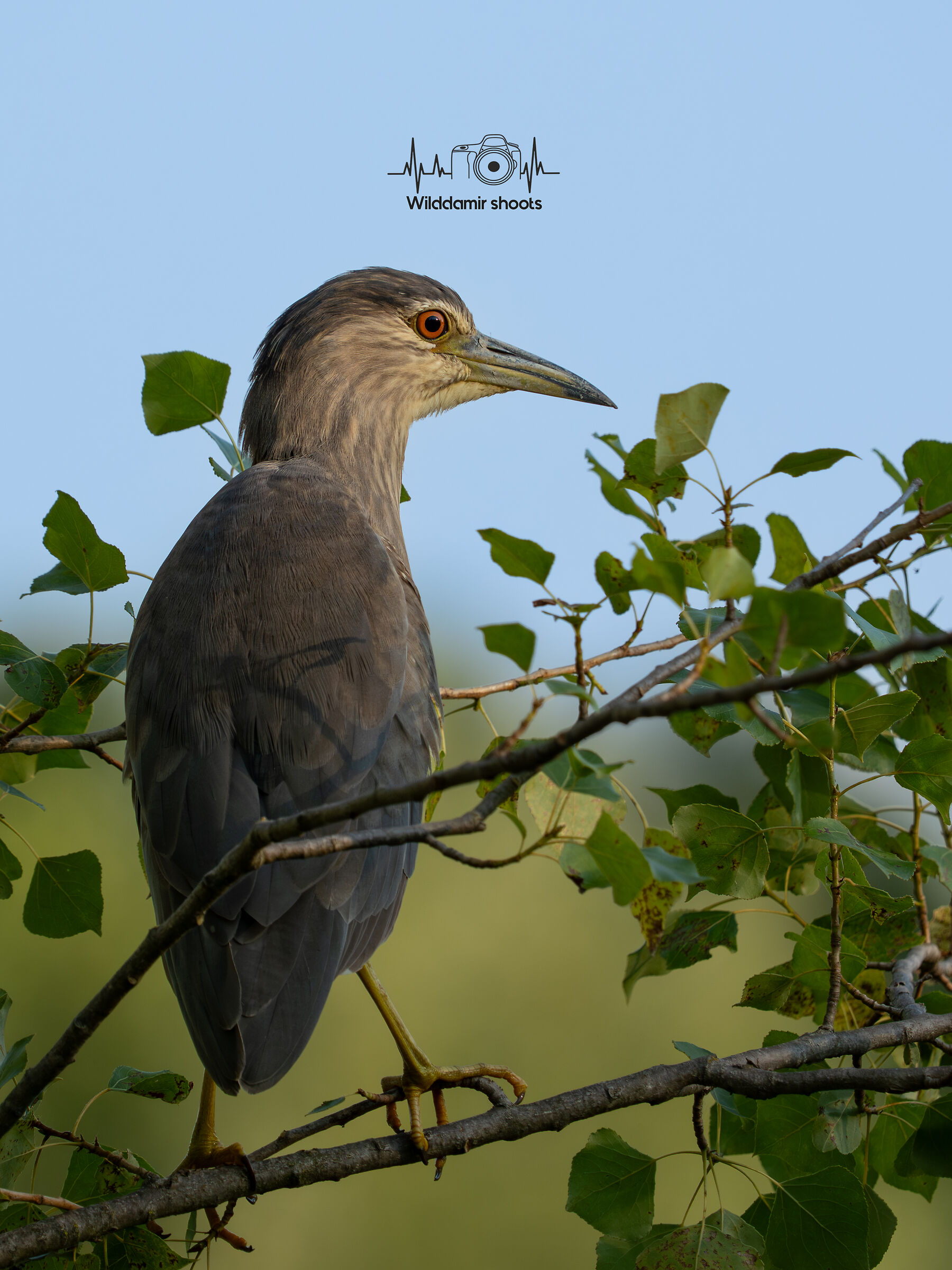 Night Heron