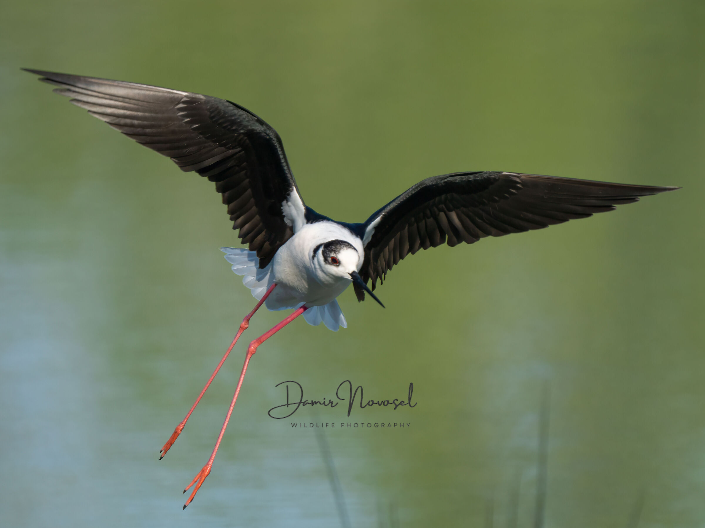 Black-winged Stilt