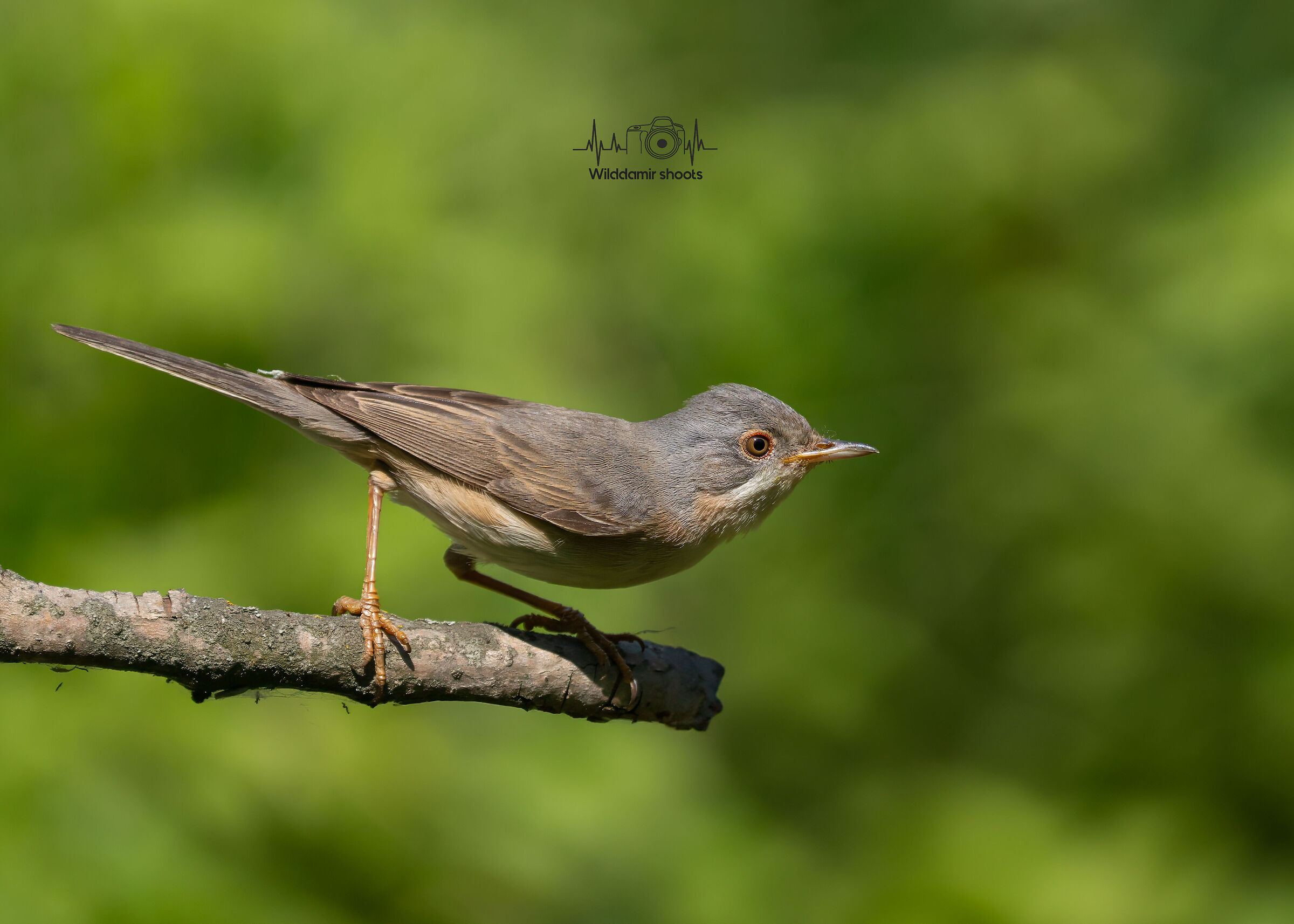 Subalpine warbler