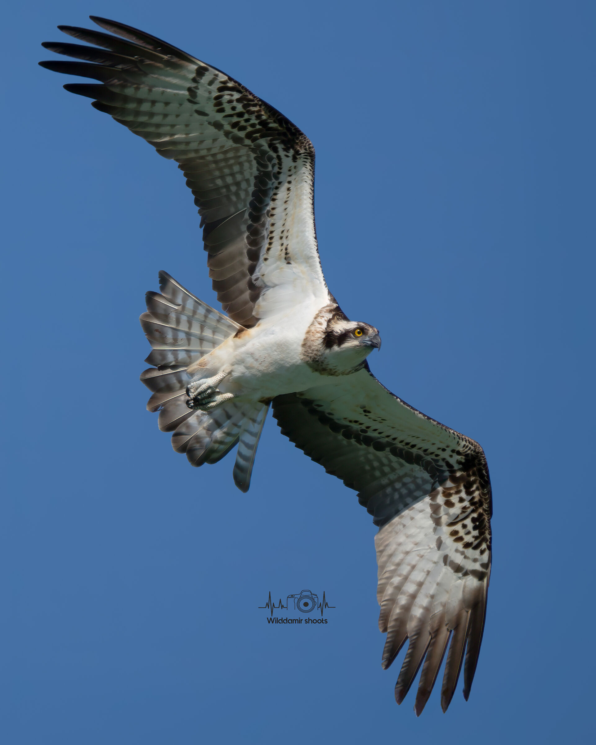 Osprey