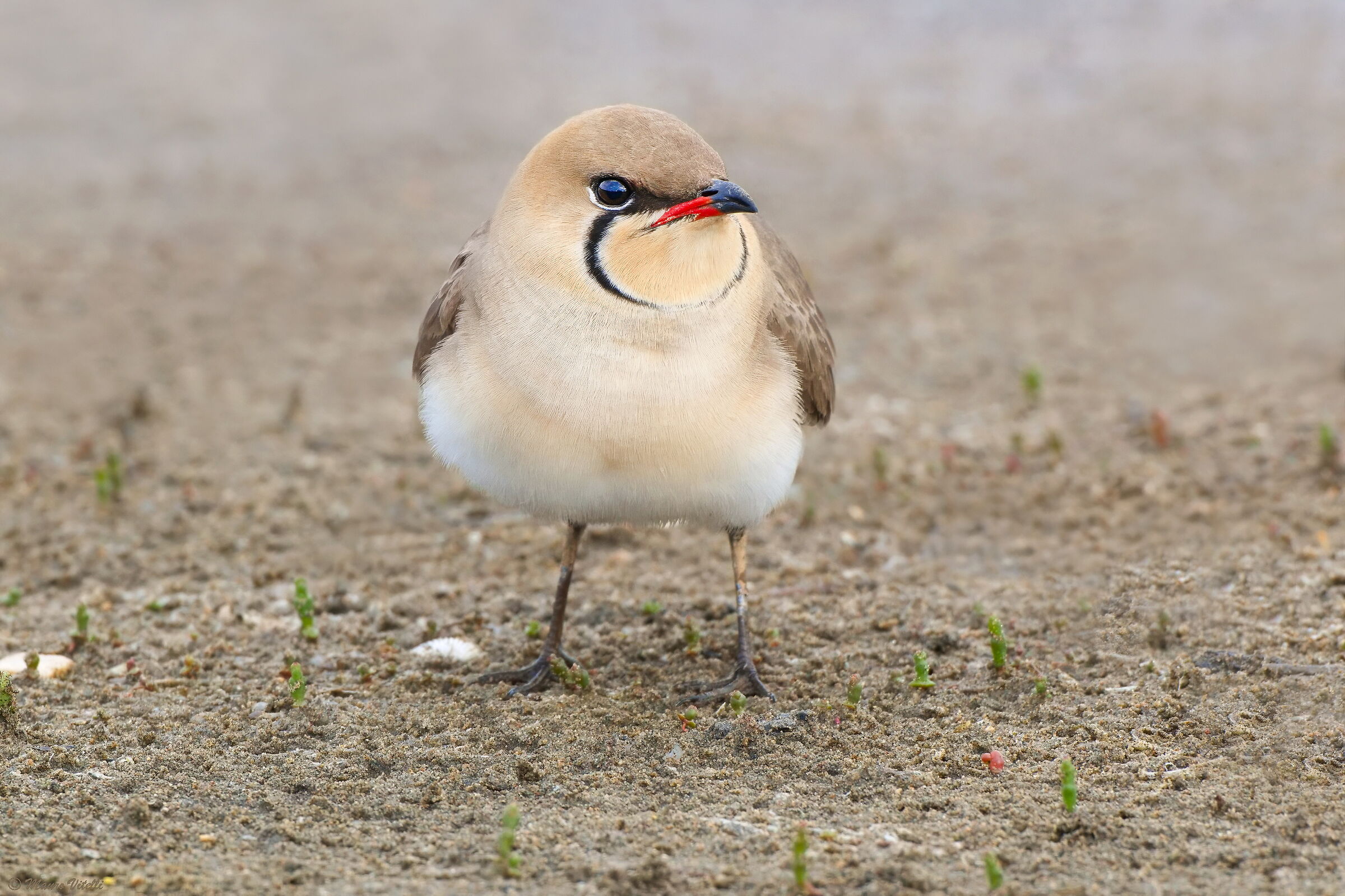 Sea partridge (Glareola pratincola)