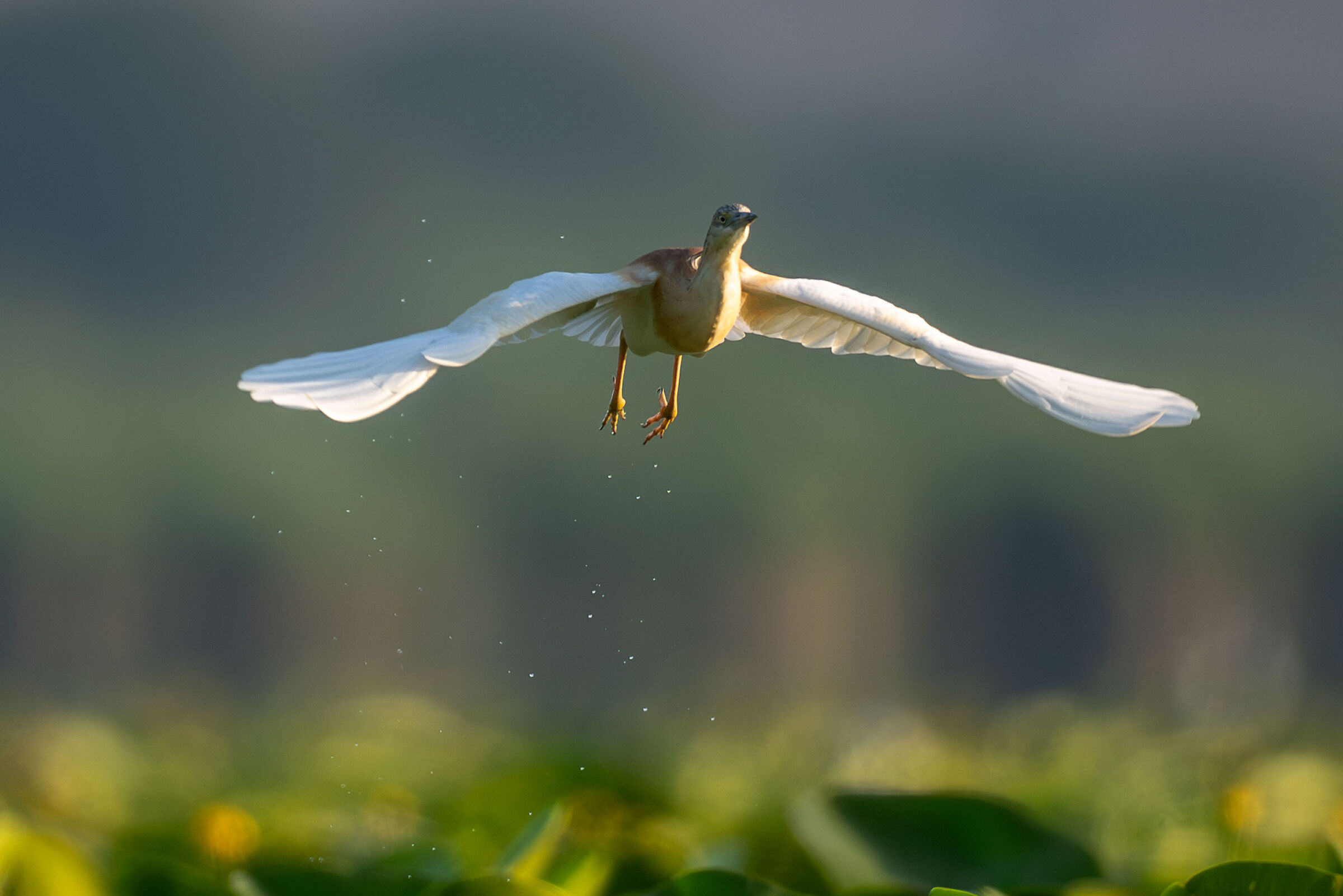 volo libero