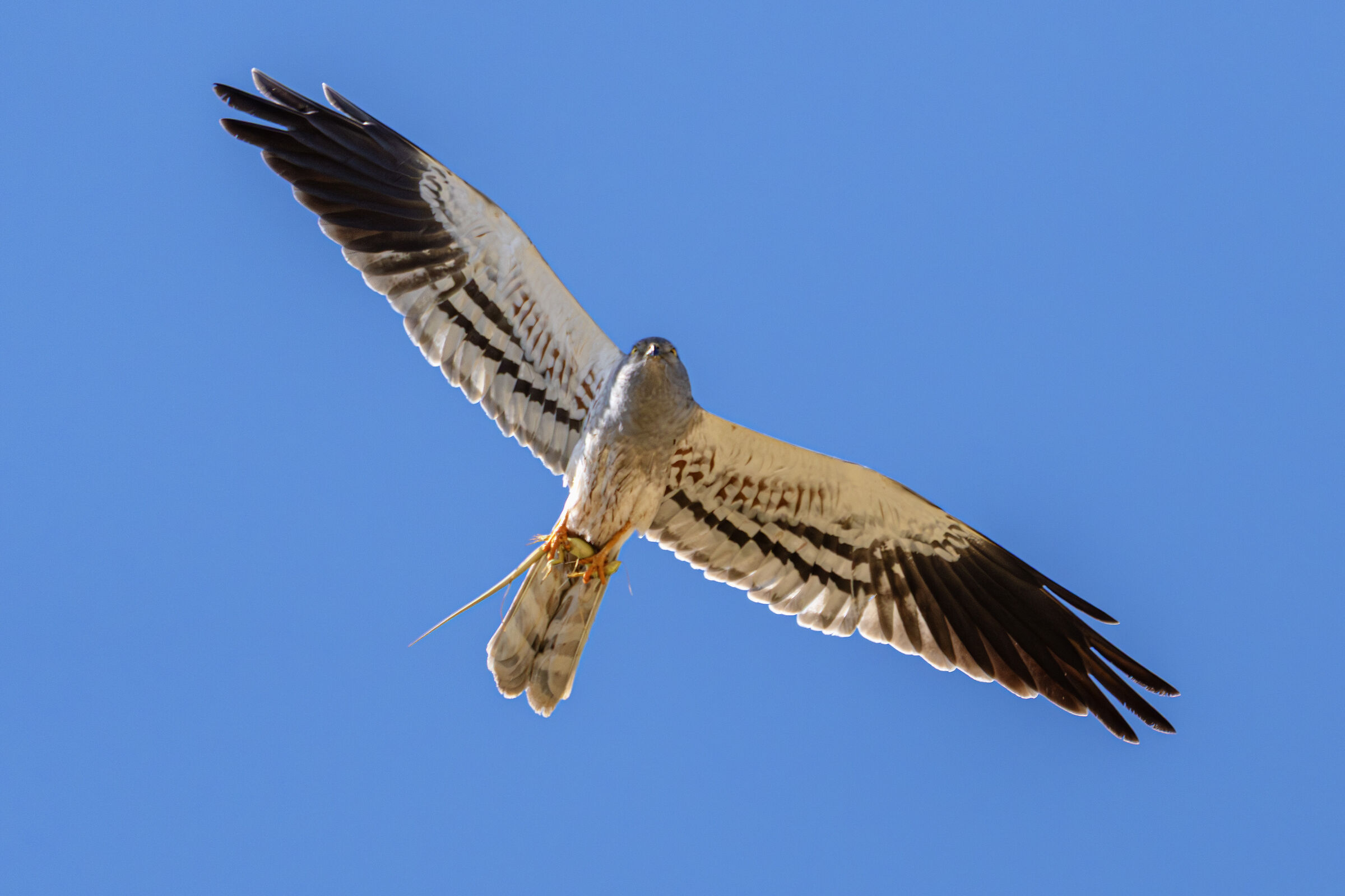 La caccia (Circus pygargus)