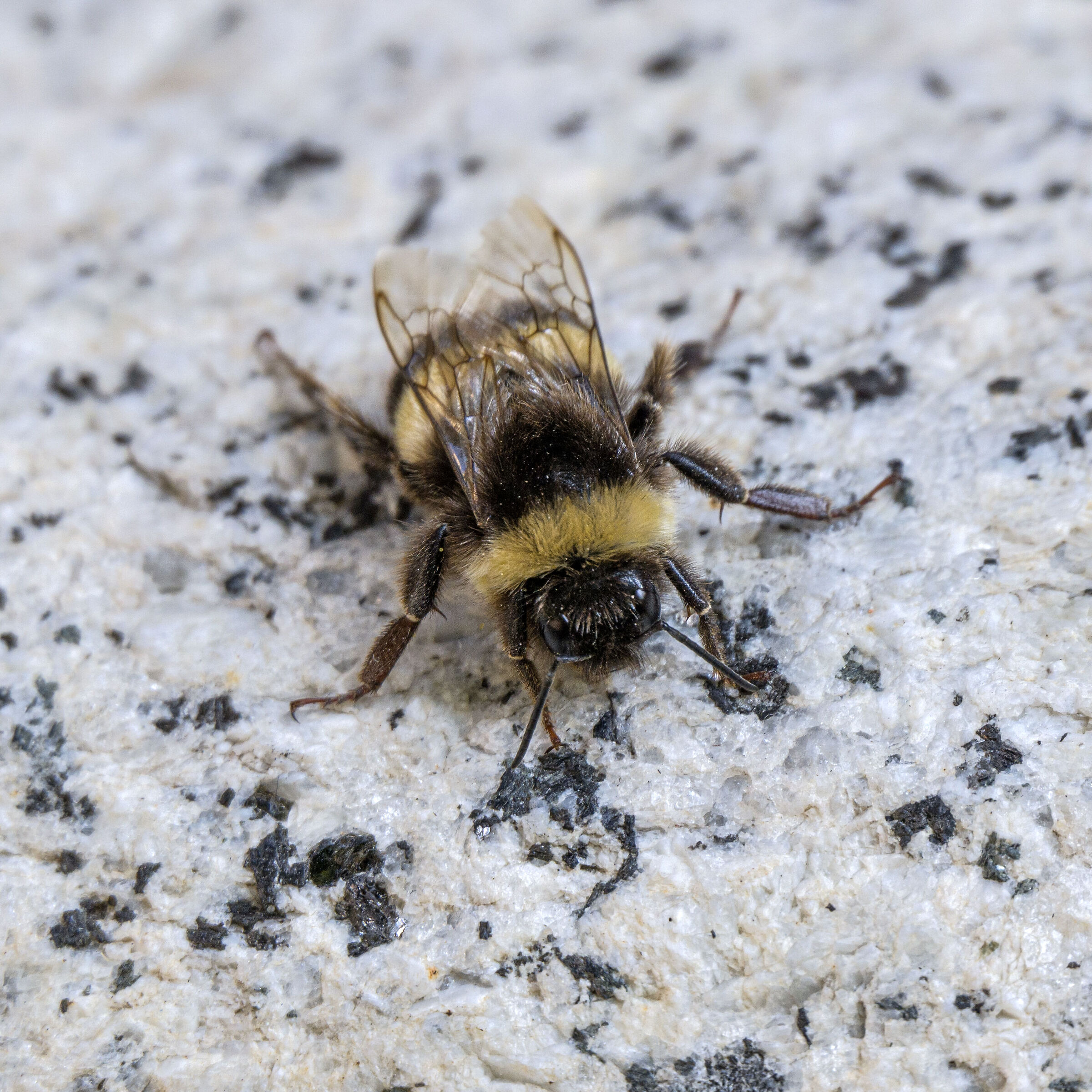Bumblebee