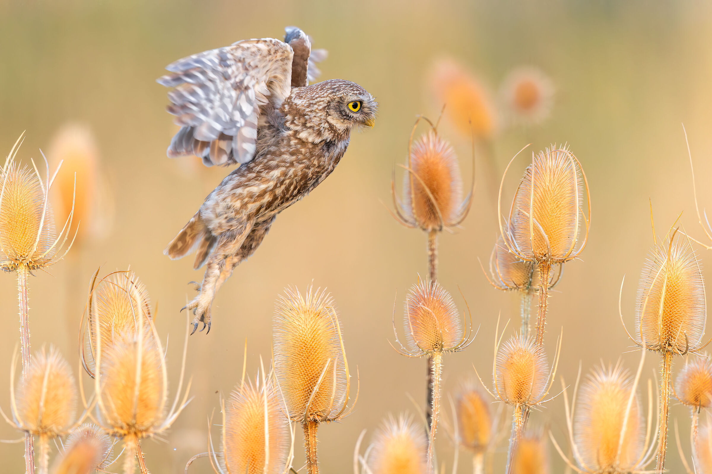 Owl